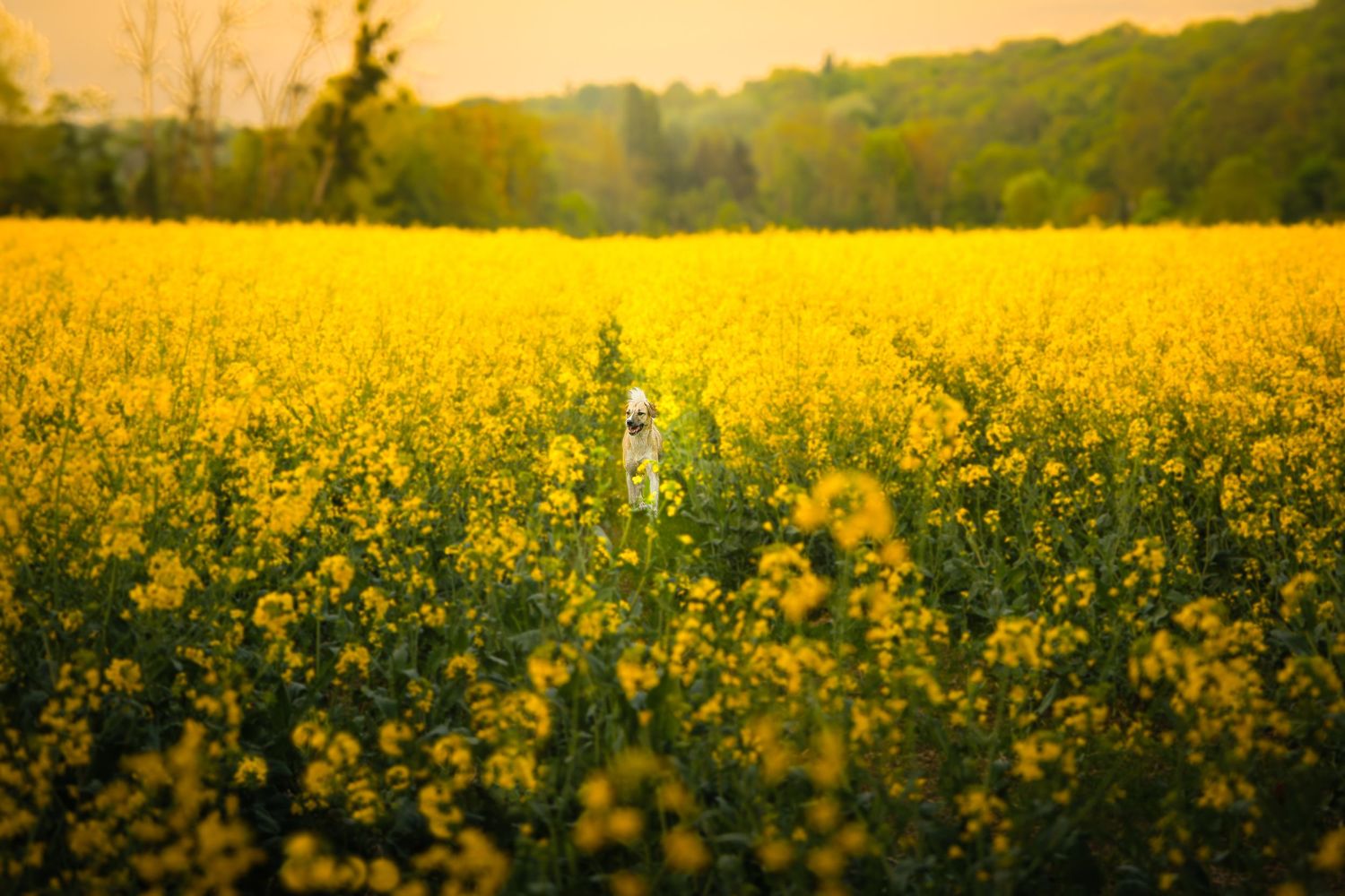 Macha dans le colza