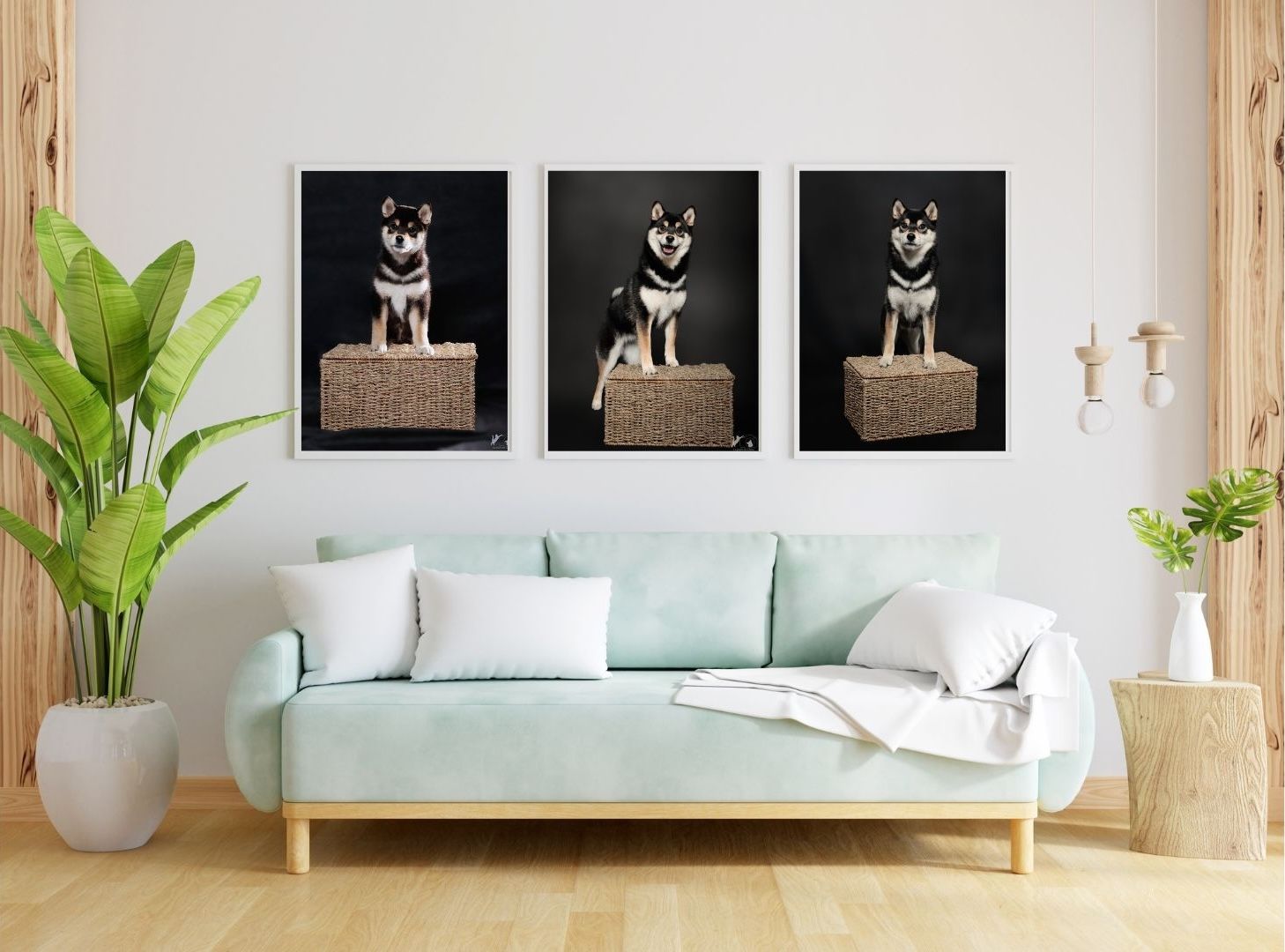 Tryptique d'un chiot shiba Inu