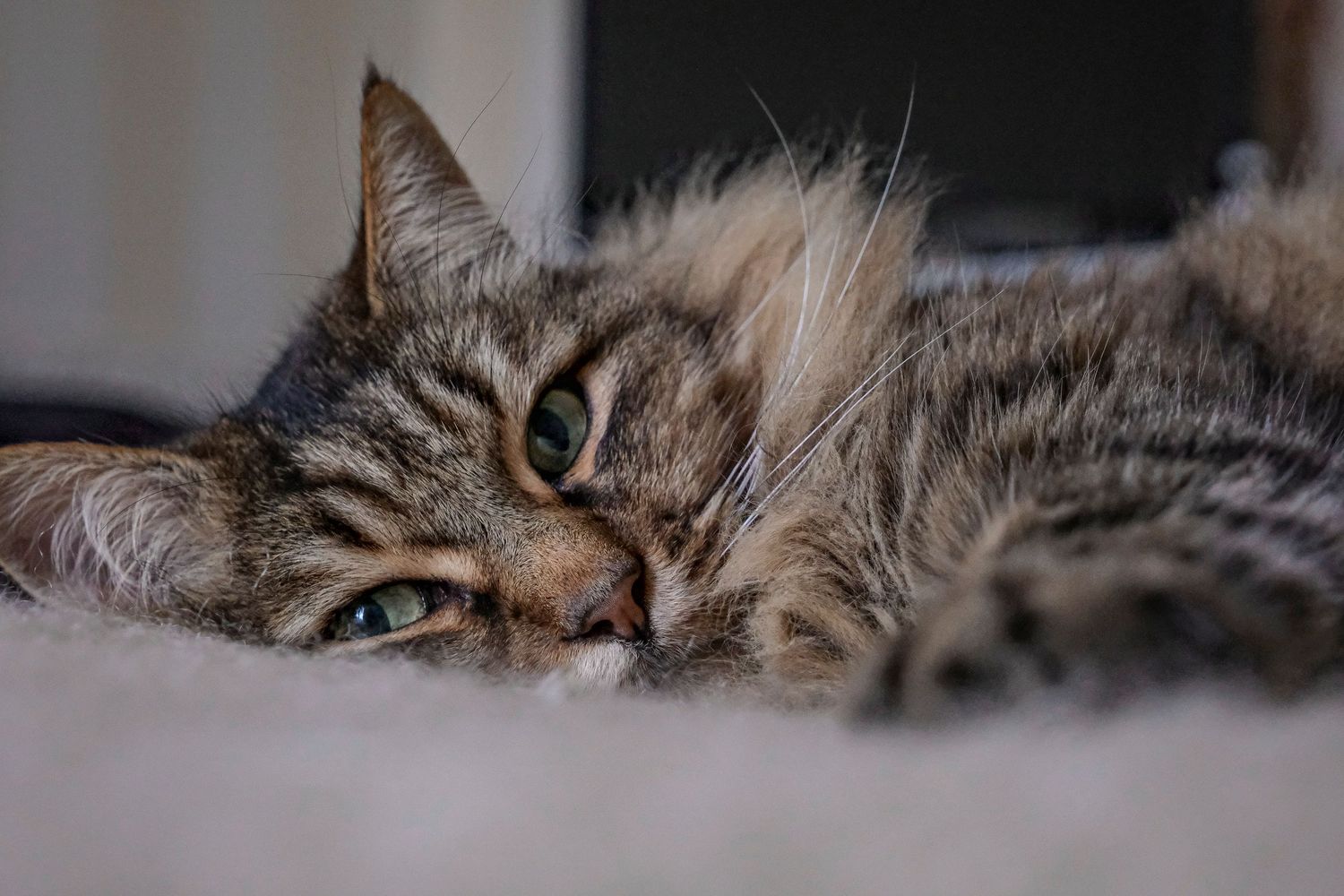 moment cocconing avec Ippon le chat de gouttière