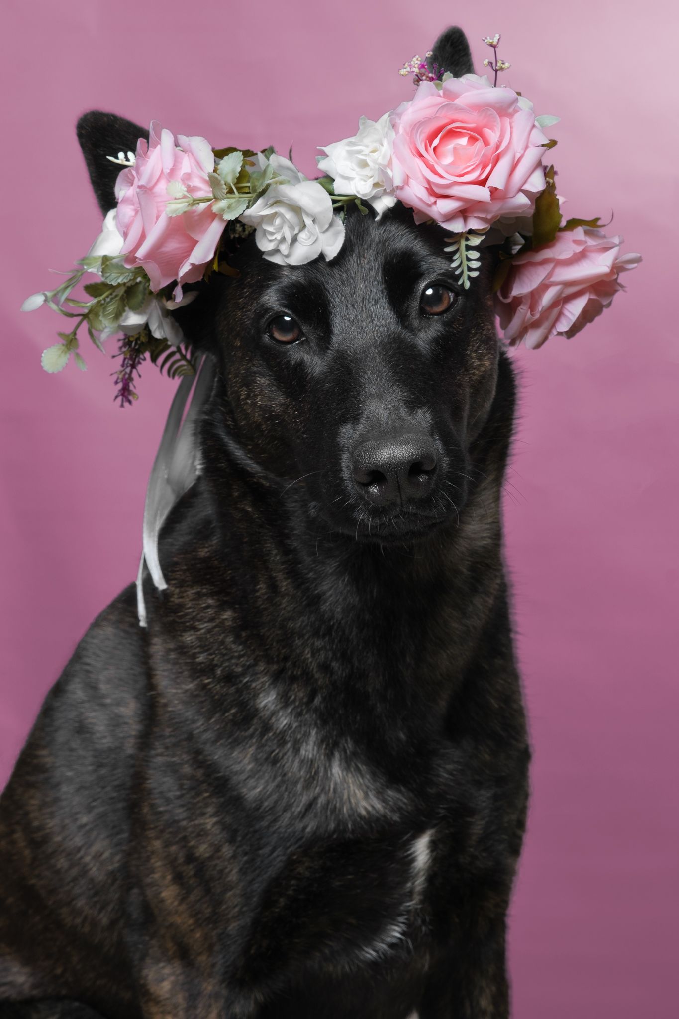Taya, princesse des fleurs. berger hollandais