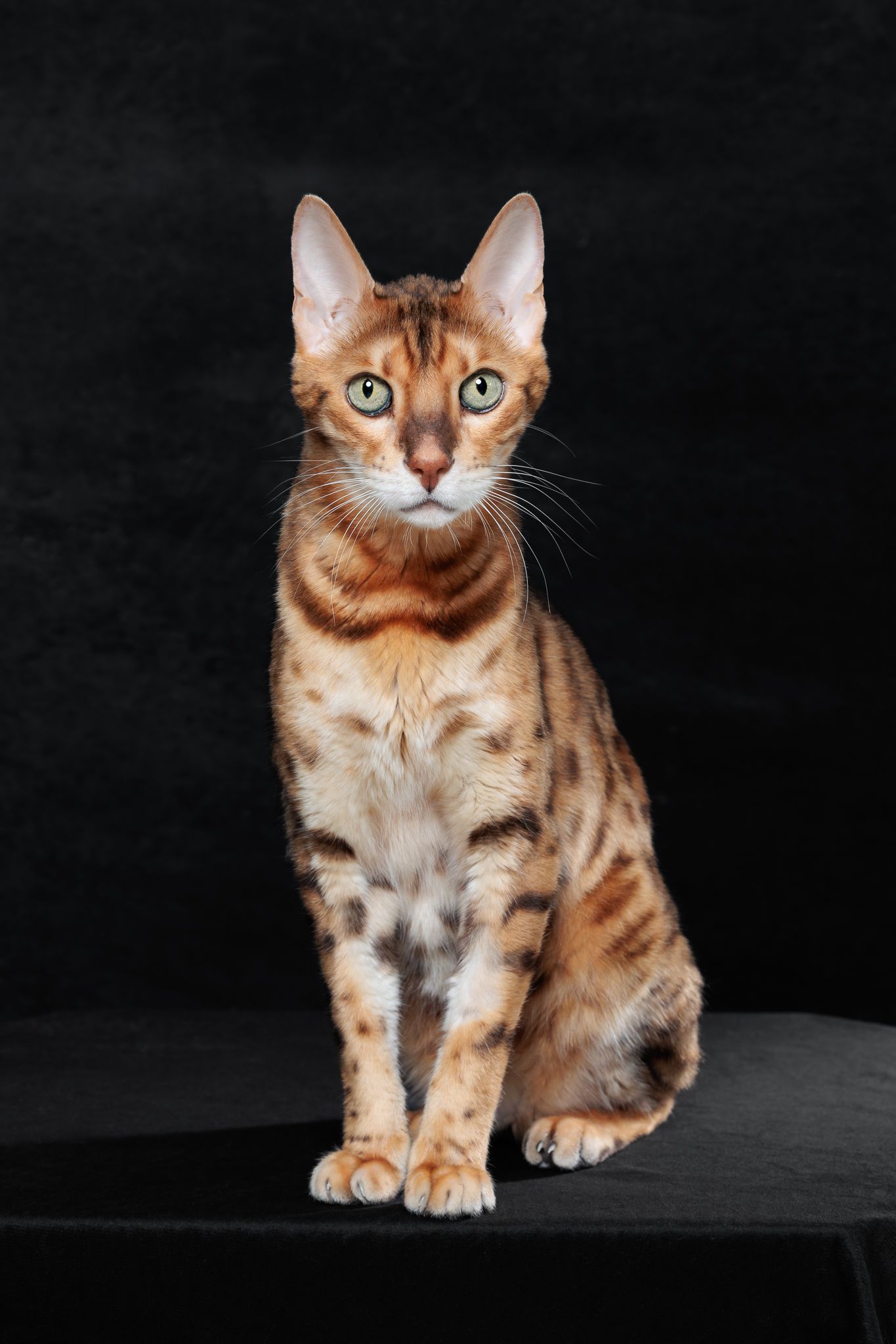 Immotep le bengal