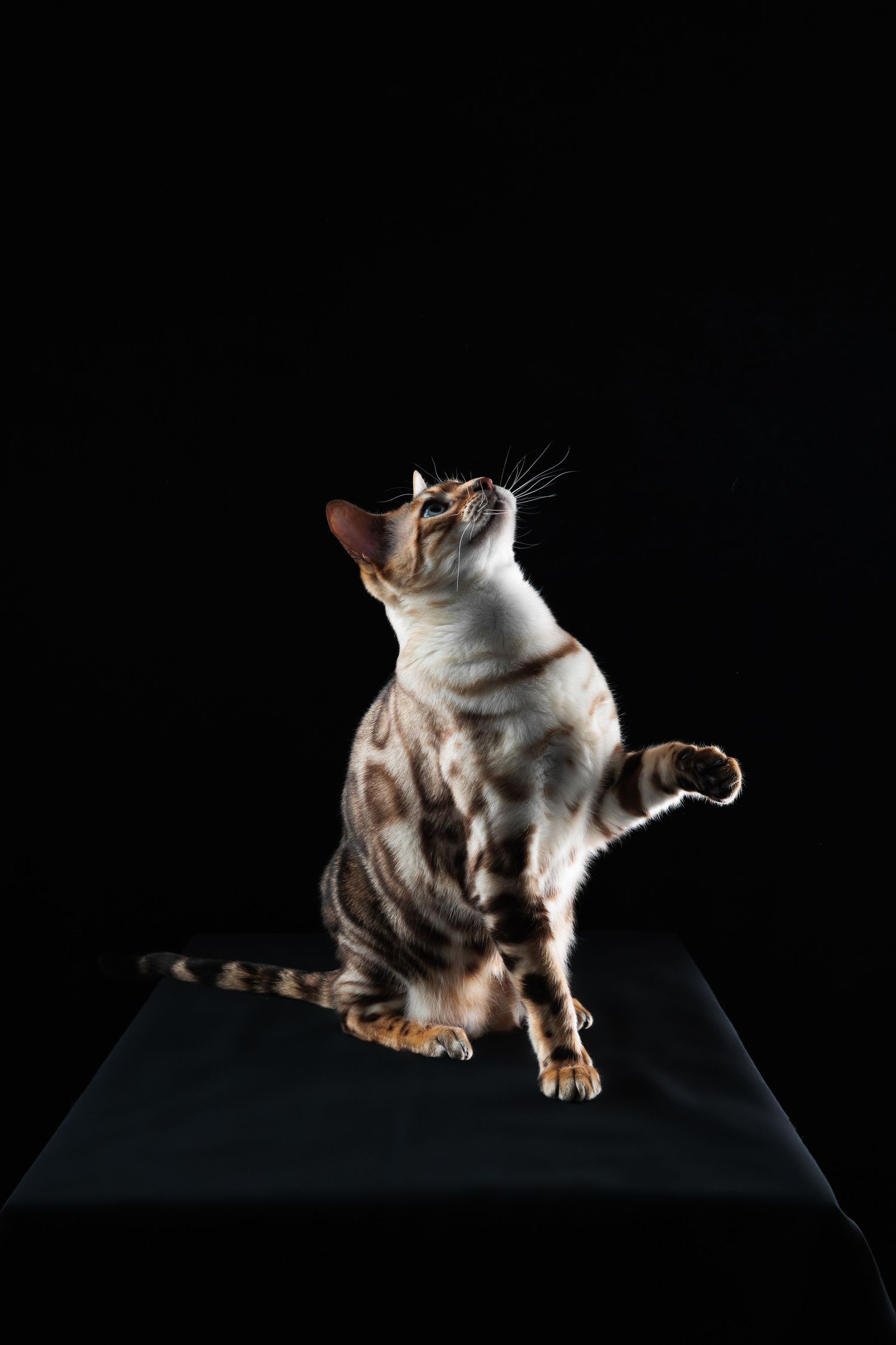Simba le bengal