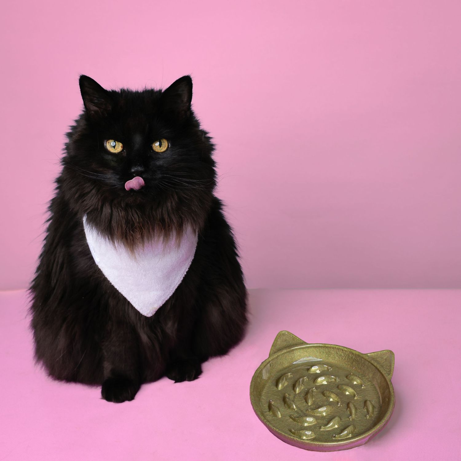 Guapa pose pour Pawpiette Factory