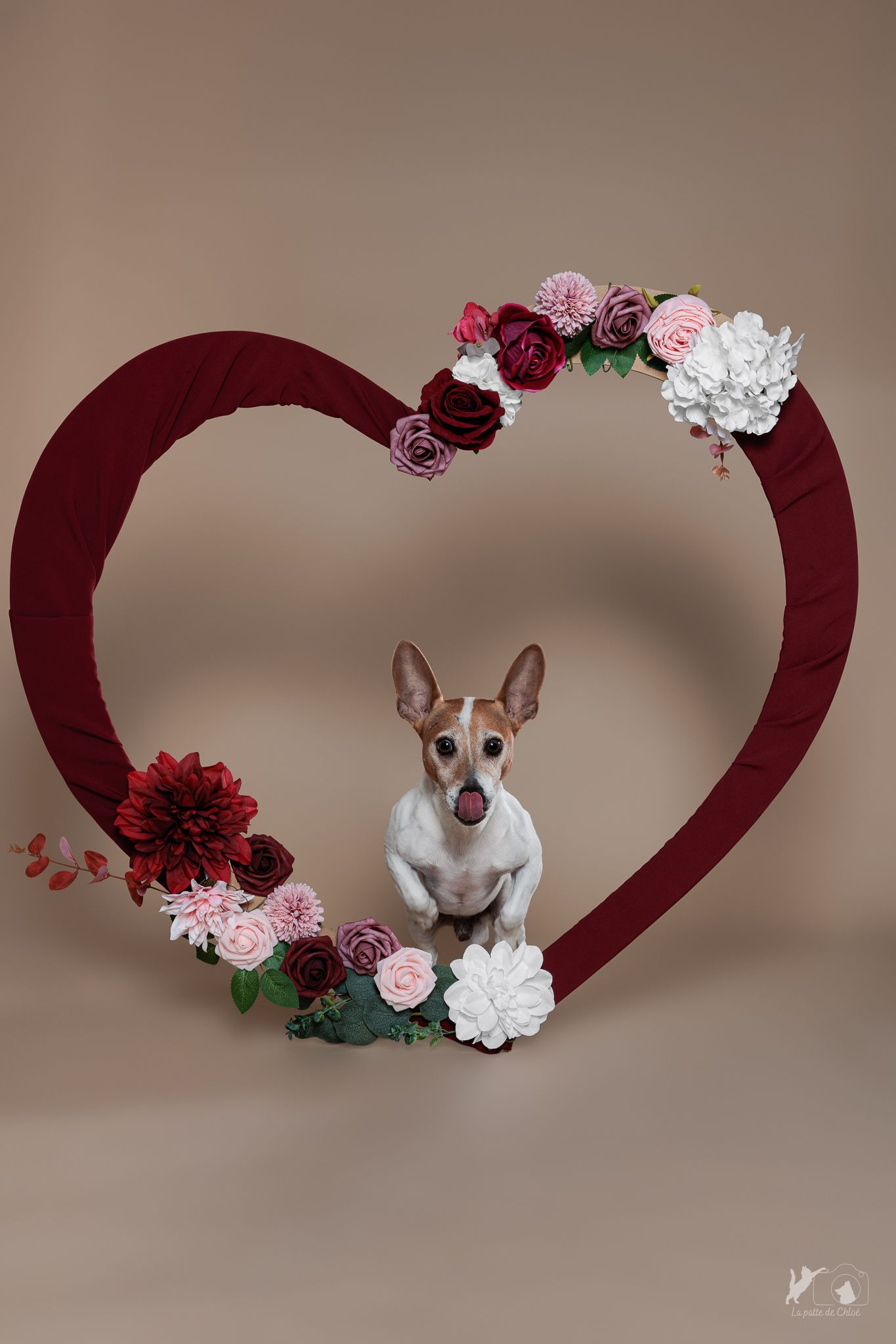 Snow le jack Russell qui fonce pour la Saint-Valentin