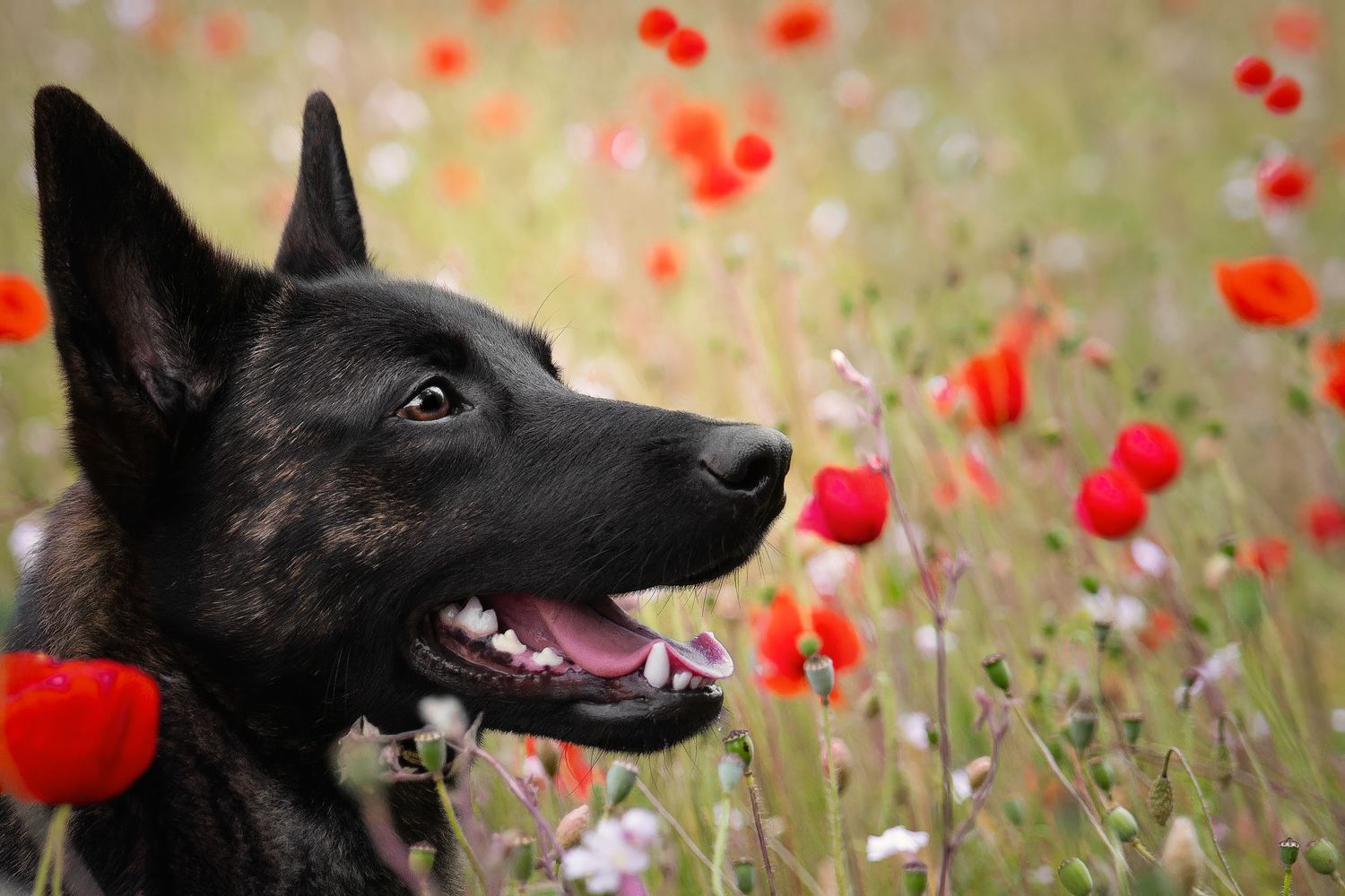 Taya dans les coquelicots
