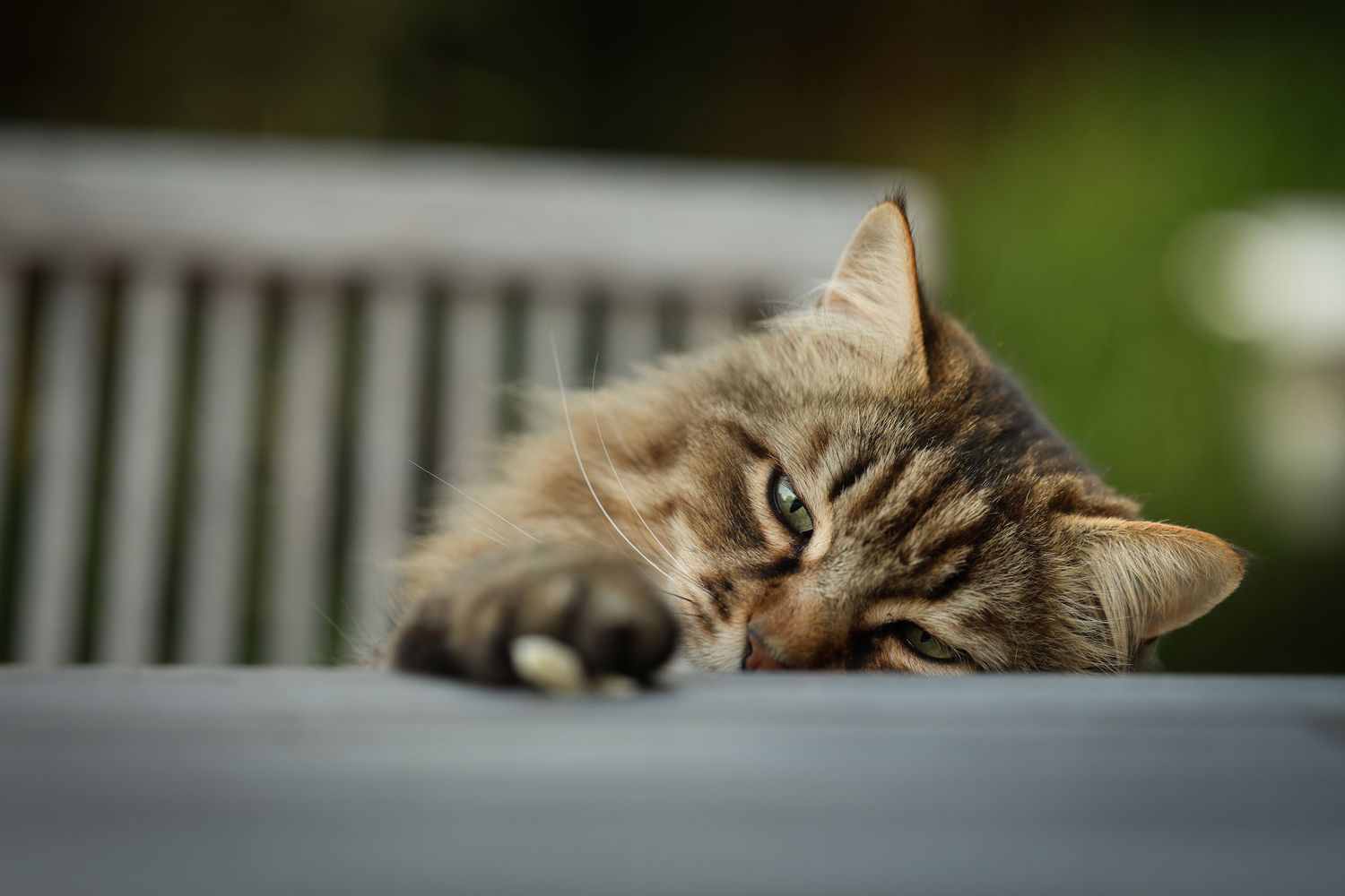 petit gourmand, chat européen