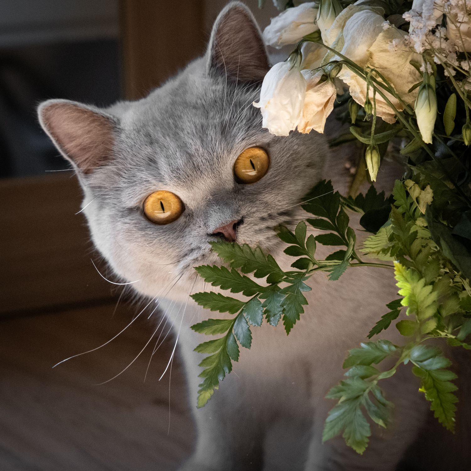 Un regard envoutant avec le British shorthair