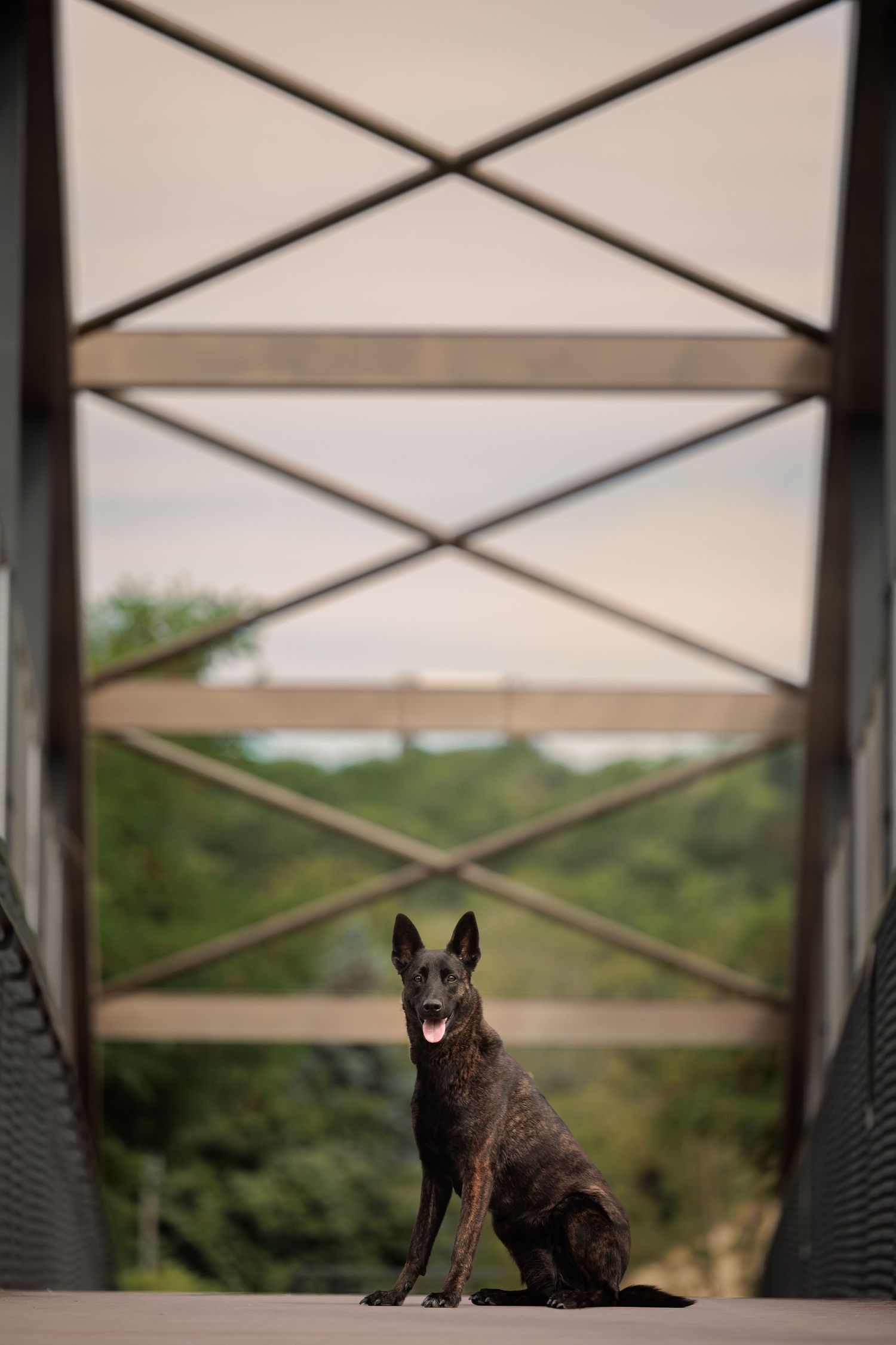 Taya, berger hollandais sur le pont