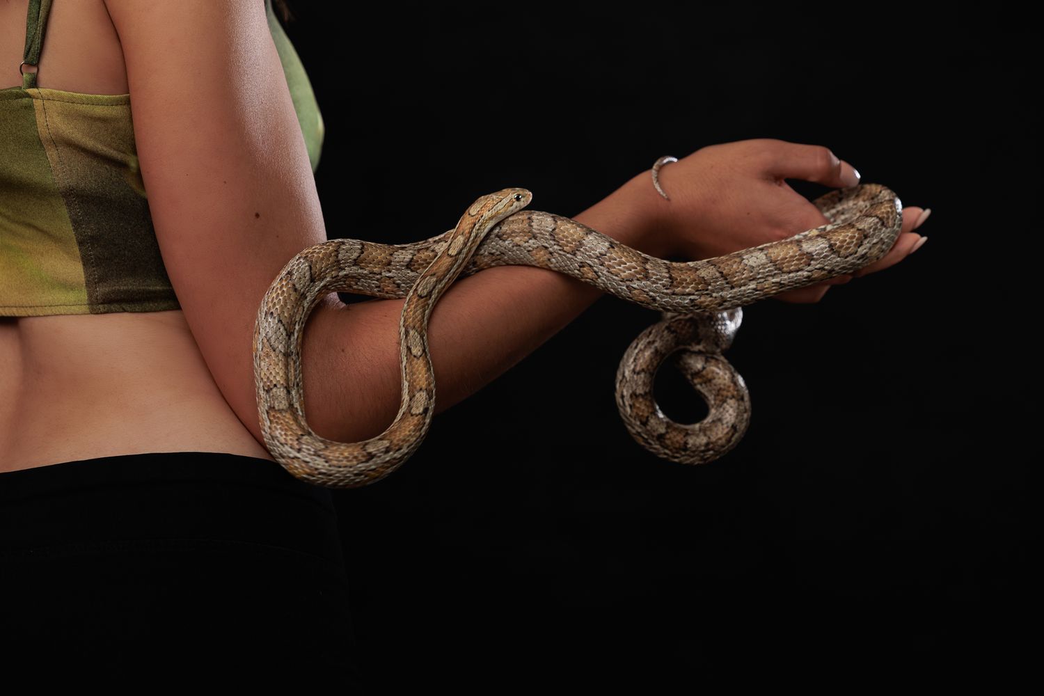 serpent