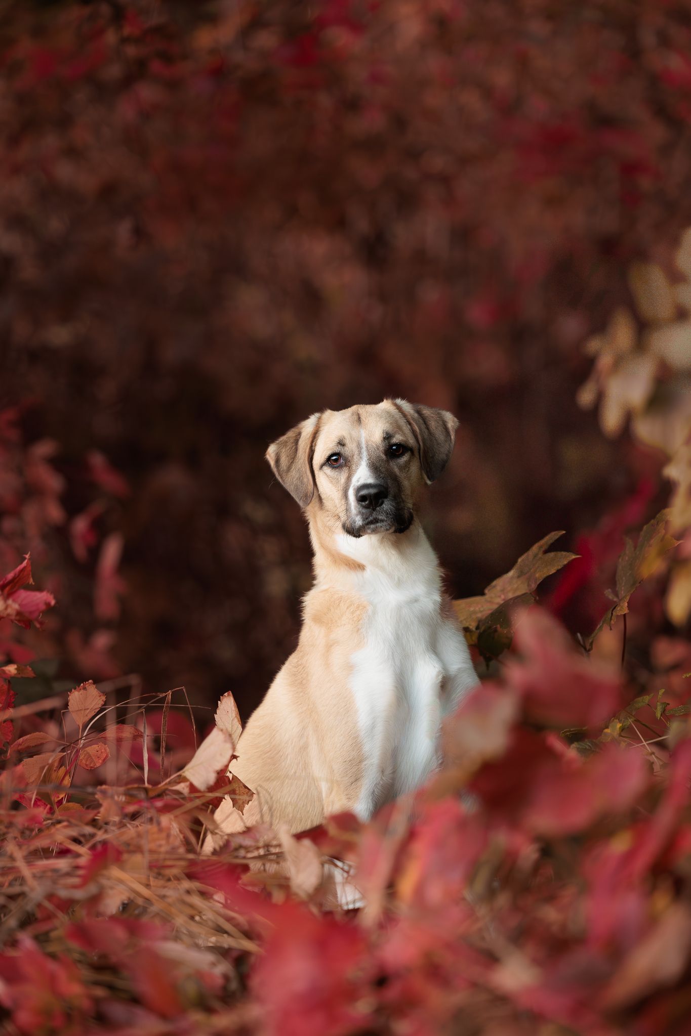 Macha en automne