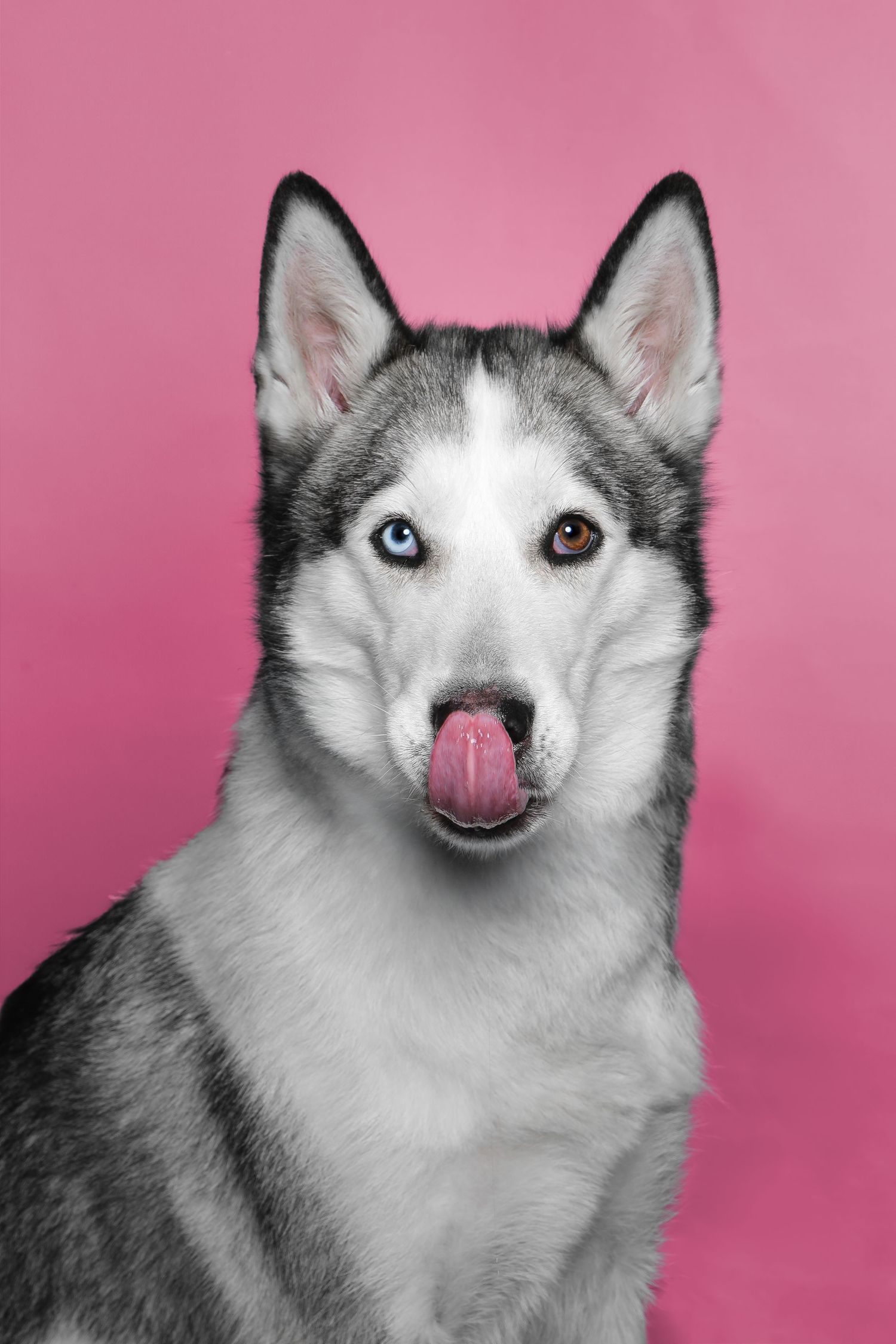 Yuki la belle husky