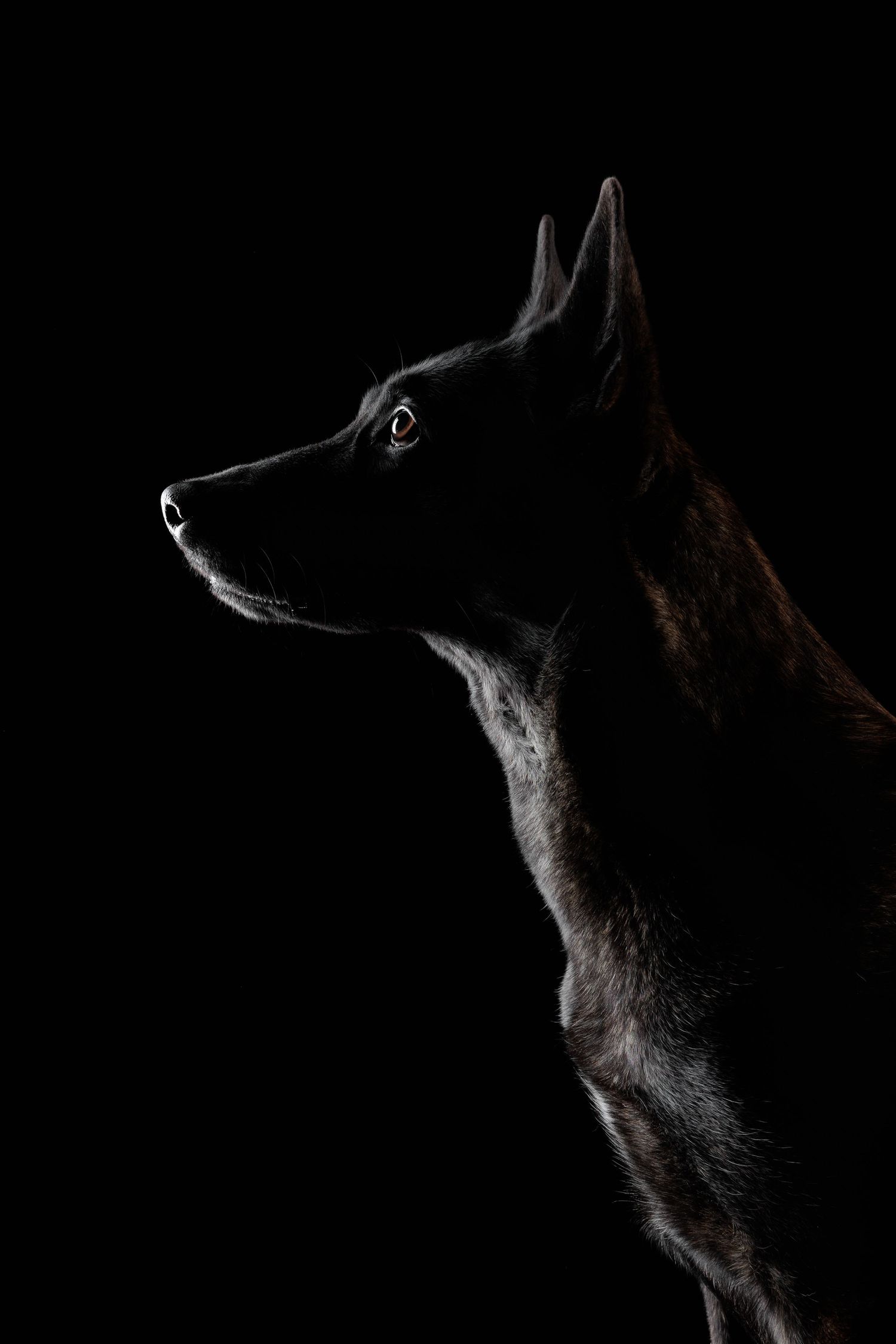 Taya berger hollandais