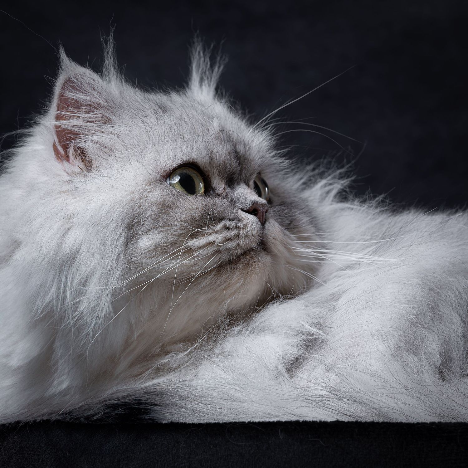 Merlin le persan