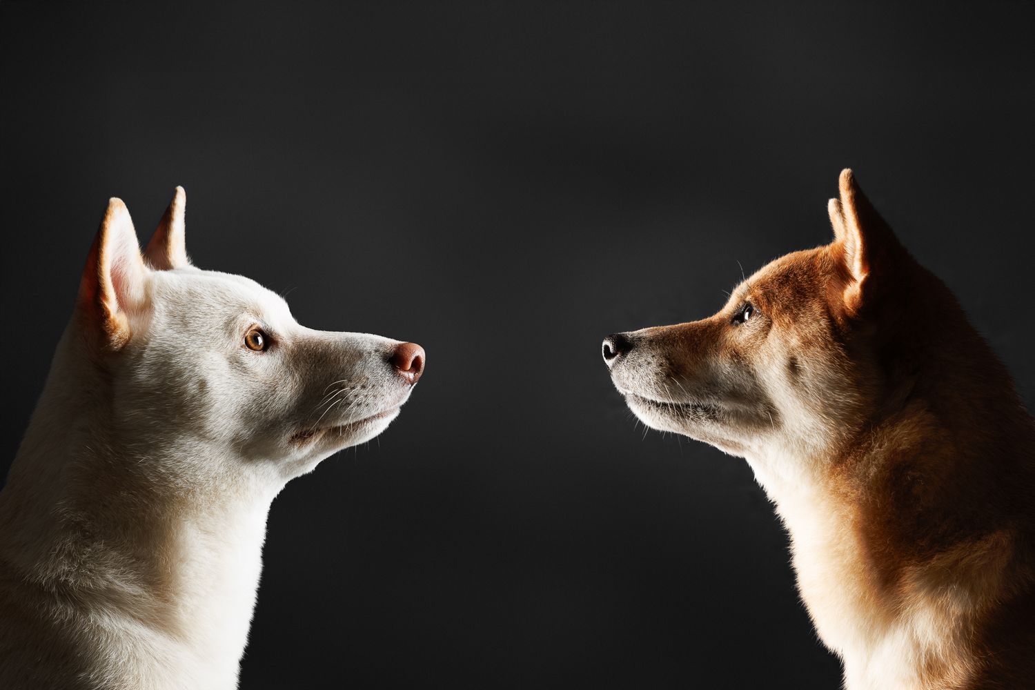 U'ka & Snow les shiba inu