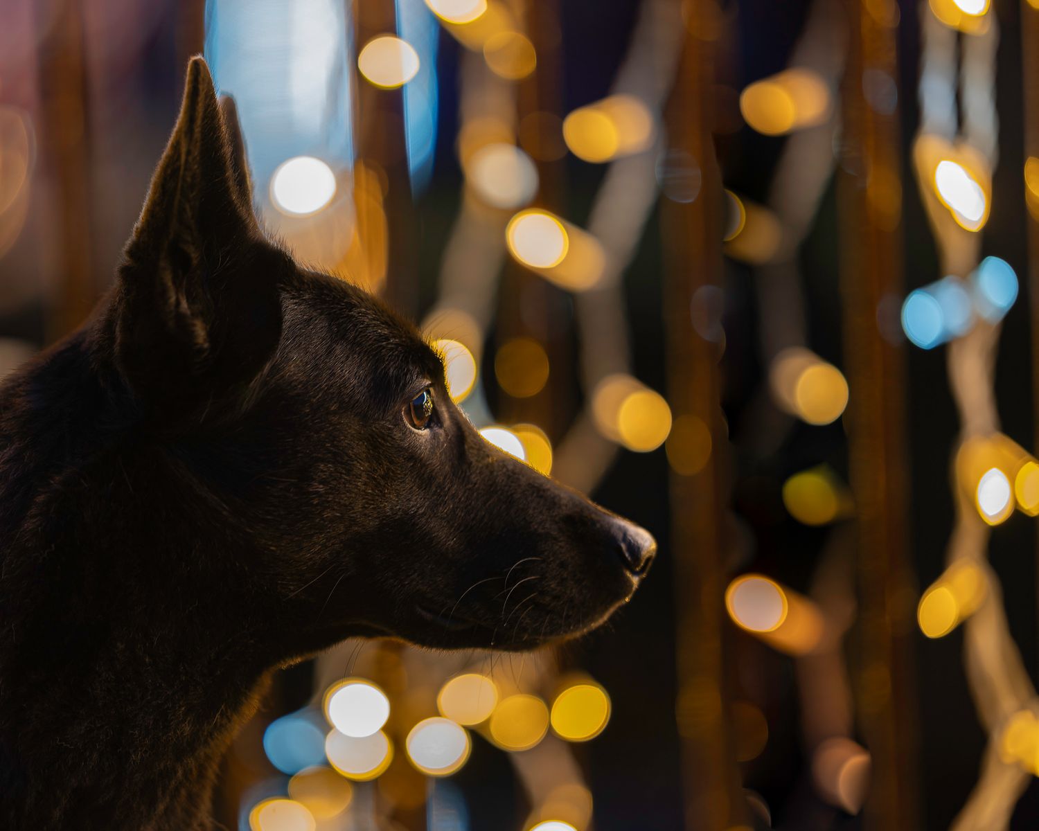 Christmas lights