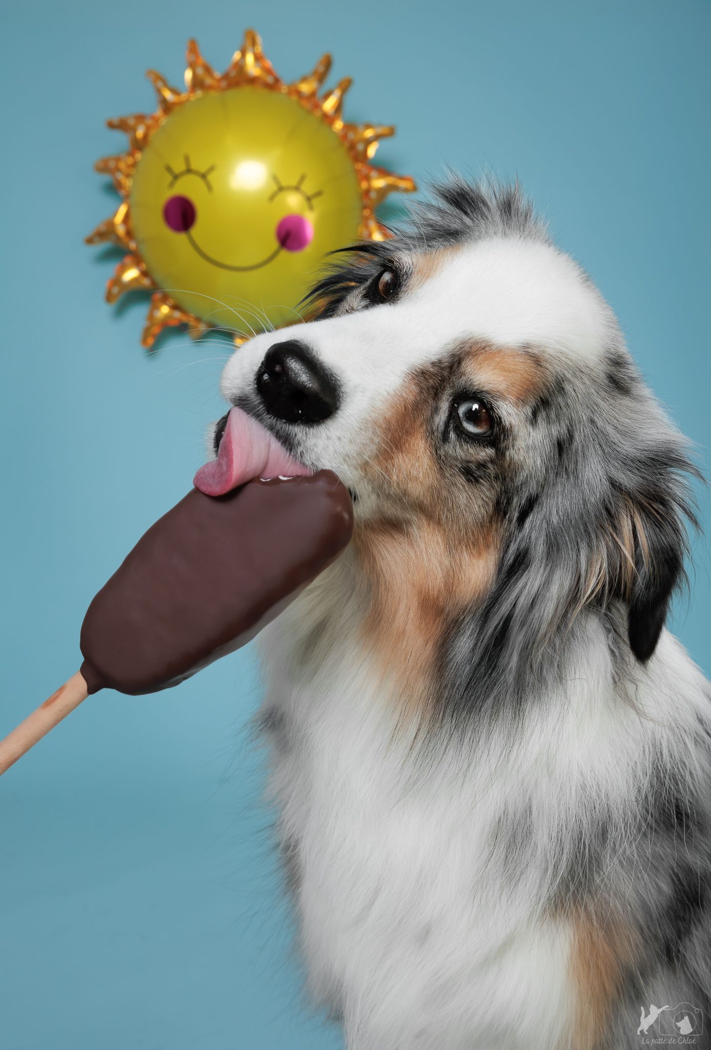 Ronald, le berger américain, se régale avec une fausse glace
