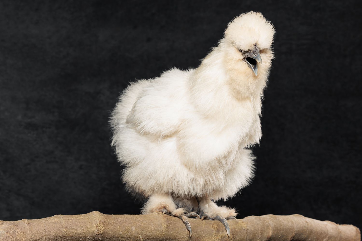 la cocotte blanche