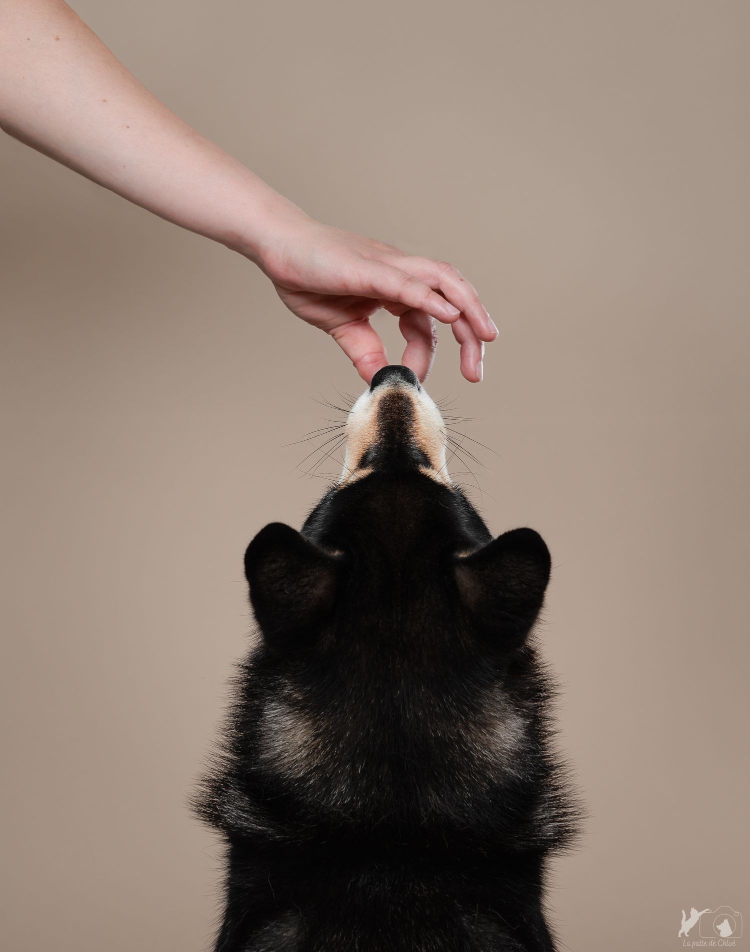 la gourmandise canine vue de façon artistique