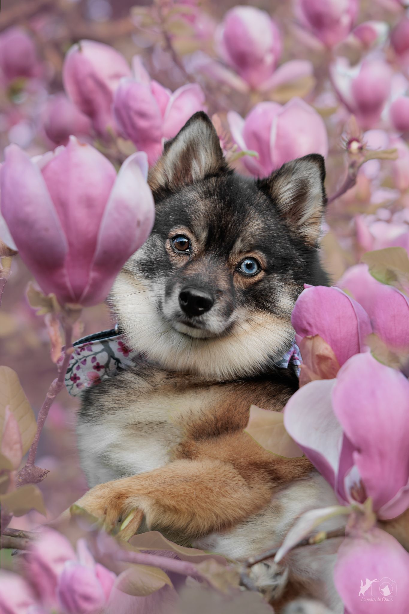 Echo dans les magnolias