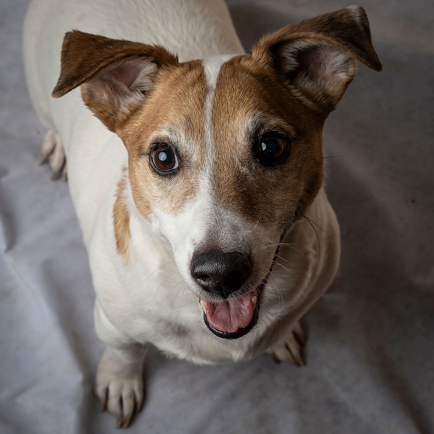Coucou p'tit jack russel