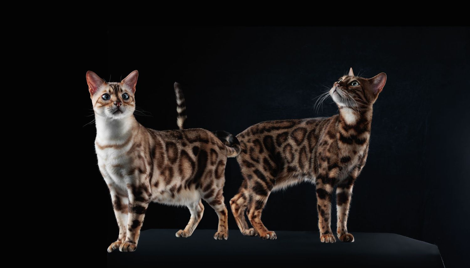 Rajah et Simba les bengals