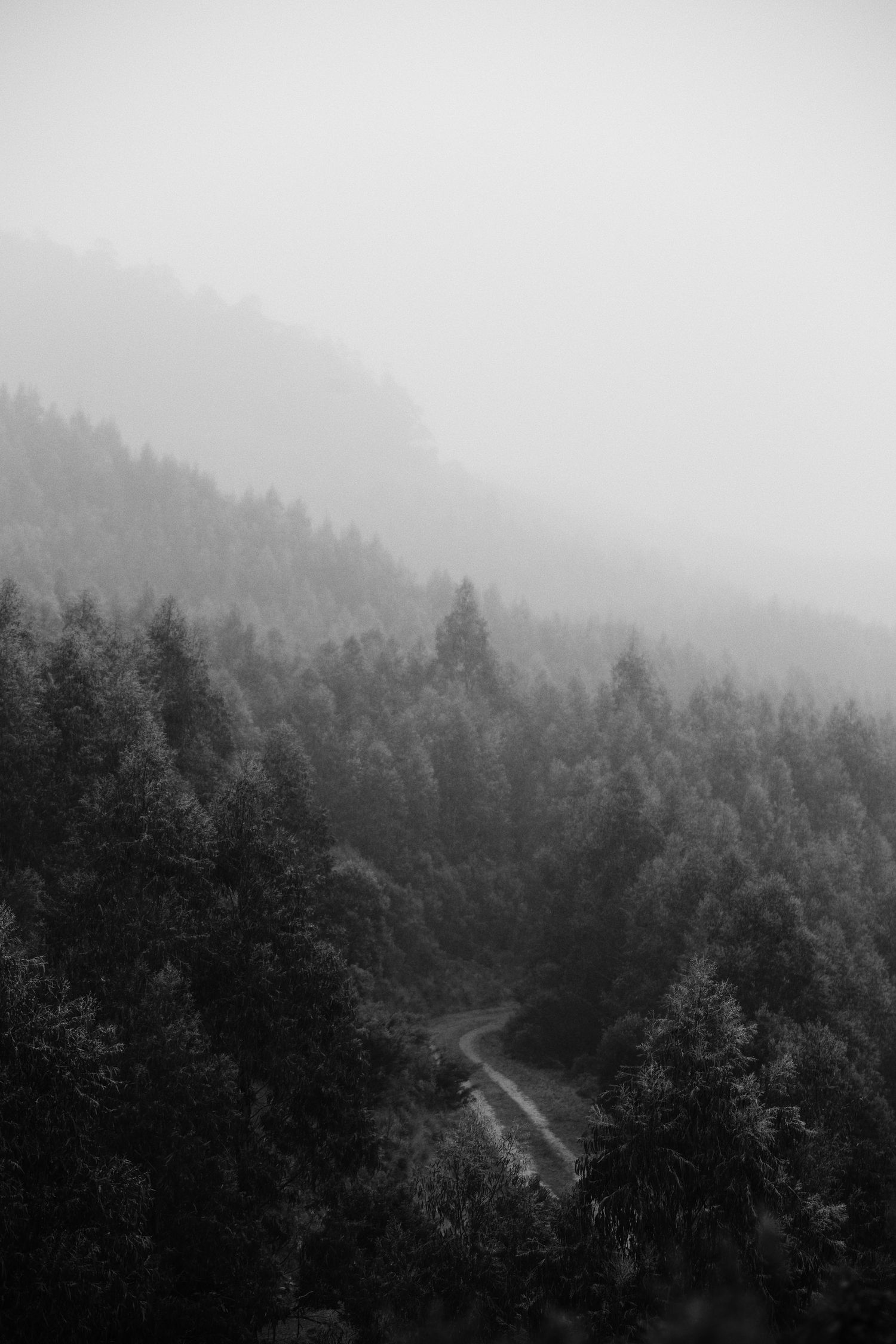 A misty mountain road winds through a dense forest of evergreen trees in dramatic black and white.