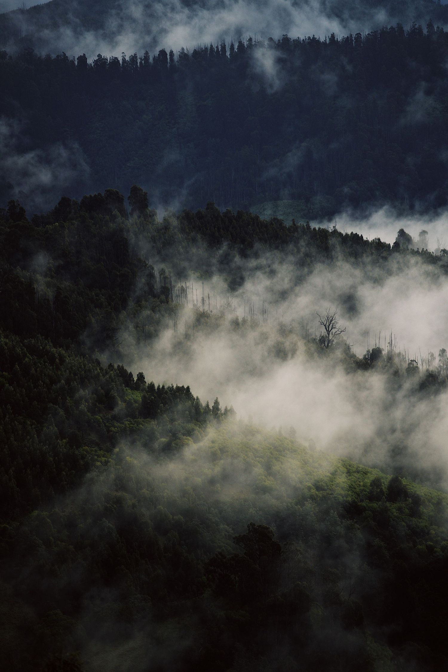 Misty forest landscape with fog rolling through dark mountain slopes creating a moody atmosphere.