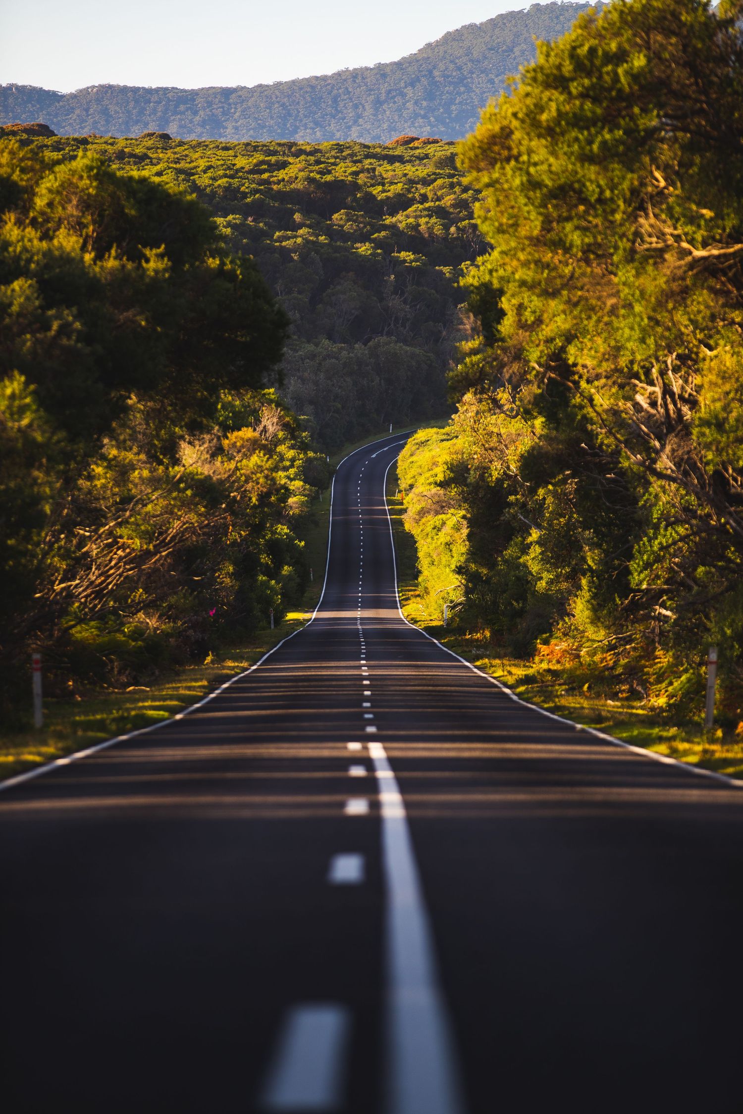 Long straight road stretches through golden-lit forest with mountains in the distance.