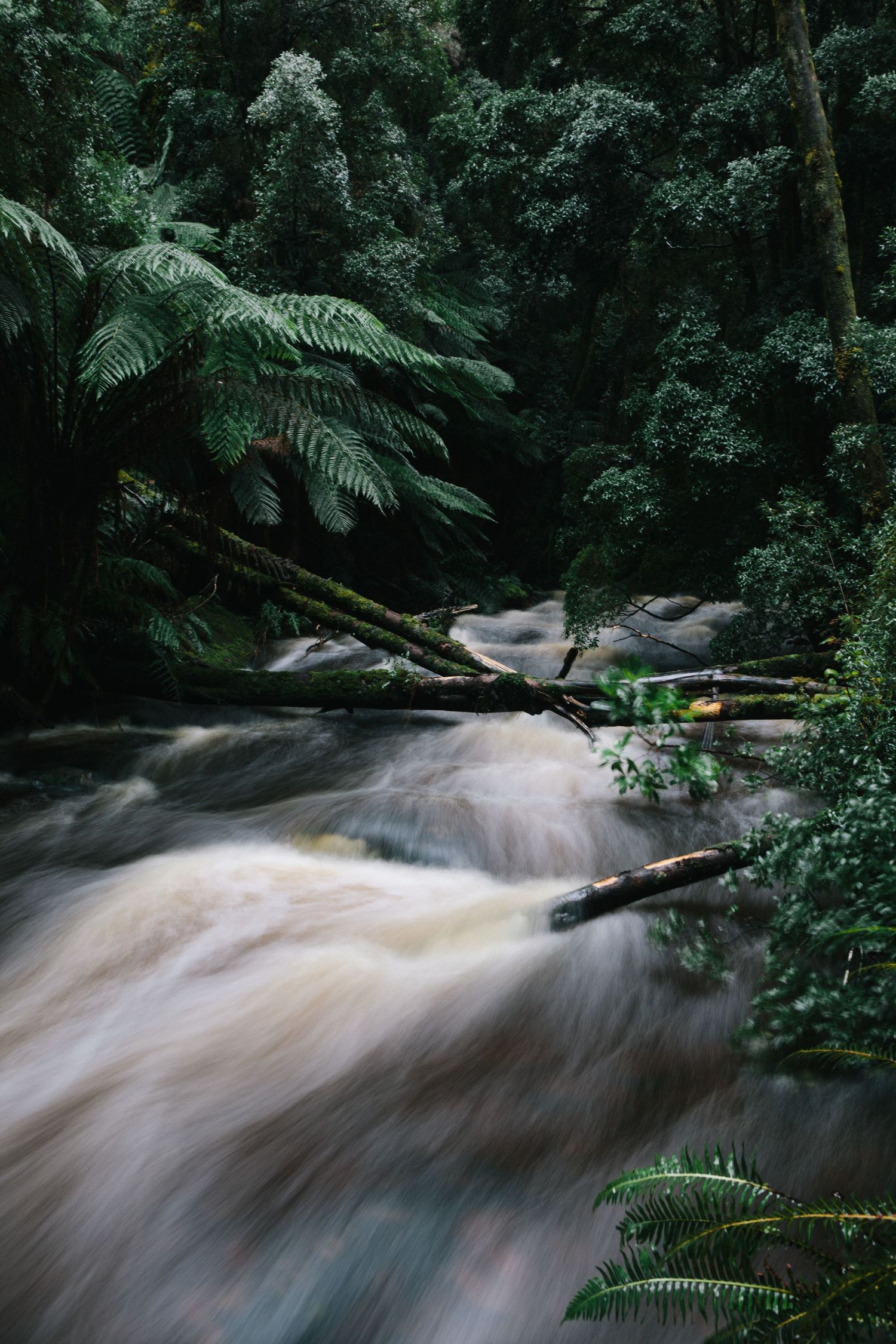 Long exposure of rushing water through a lush rainforest with ferns and dense vegetation in dark moody lighting.