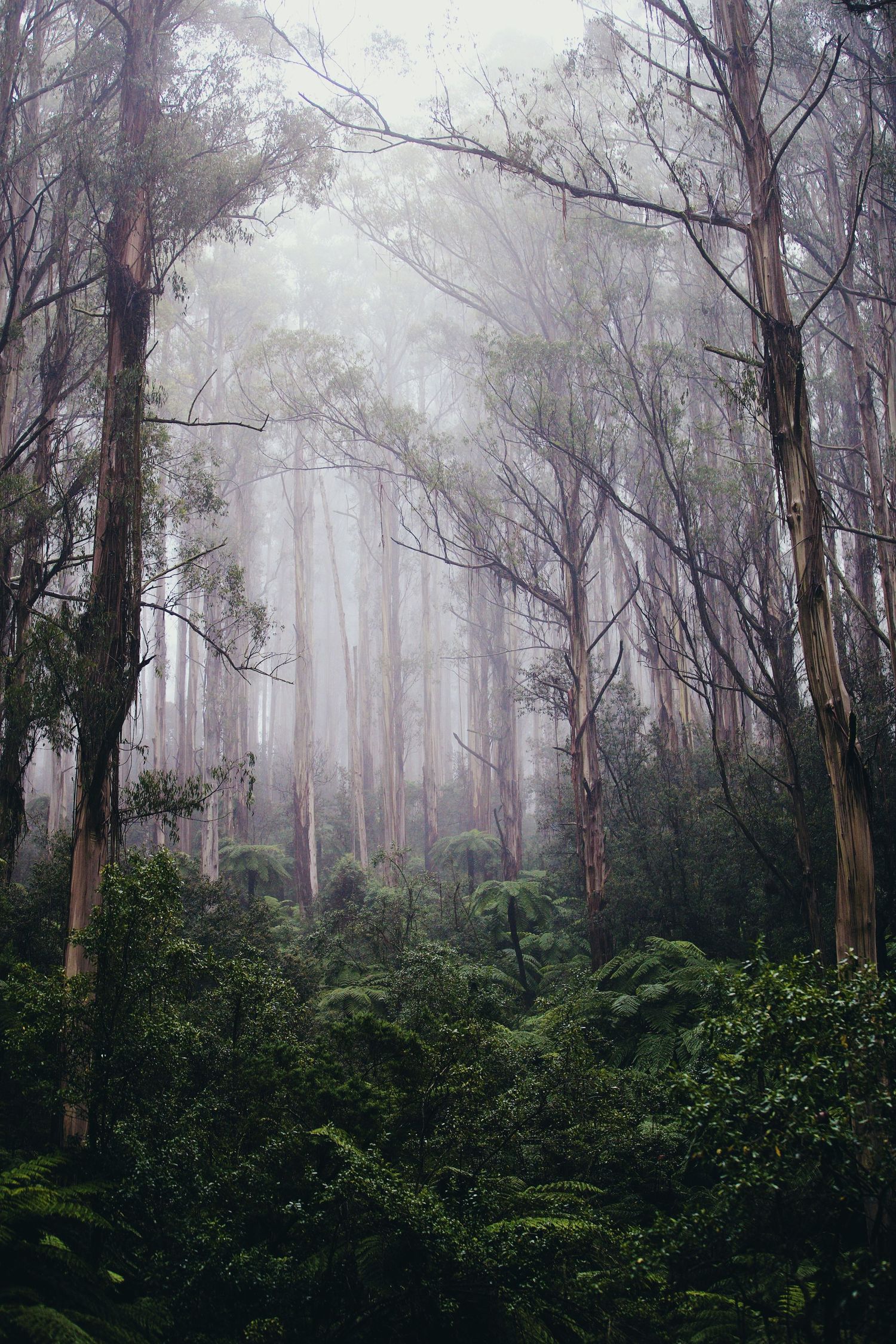 Tall eucalyptus trees in a misty forest with dense green understory creating an ethereal atmosphere.