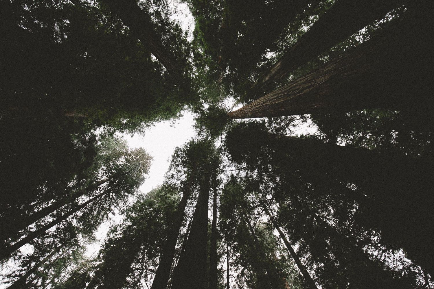 Looking up at towering evergreen trees converging toward a bright sky in a dramatic perspective shot.