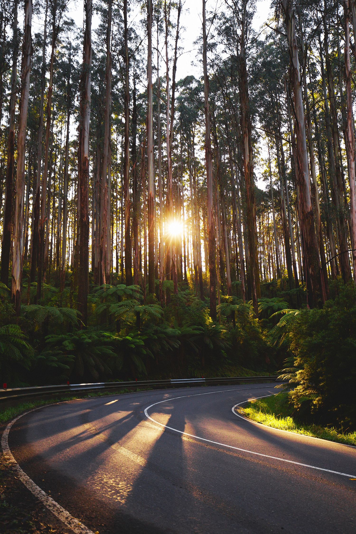 Sunlight filters through tall eucalyptus trees above a winding mountain road with ferns along the forest floor.