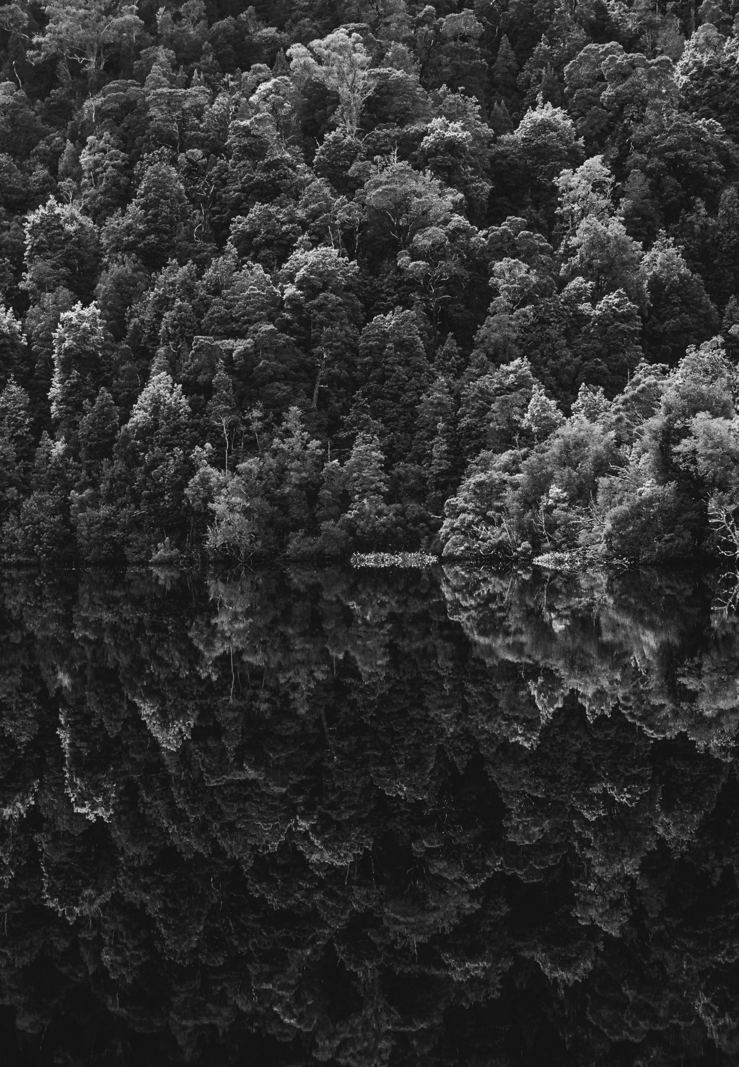 Dense forest canopy creates a perfect mirror reflection on a still lake surface in black and white photography.