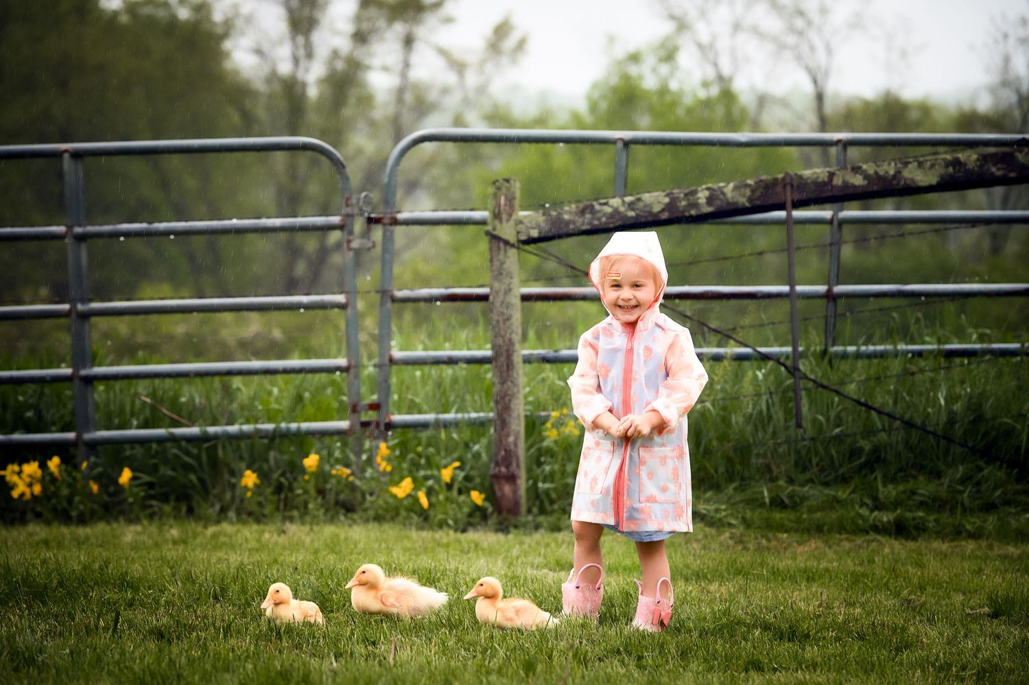 Rural fence line with spring daffodils blooming in soft focus.