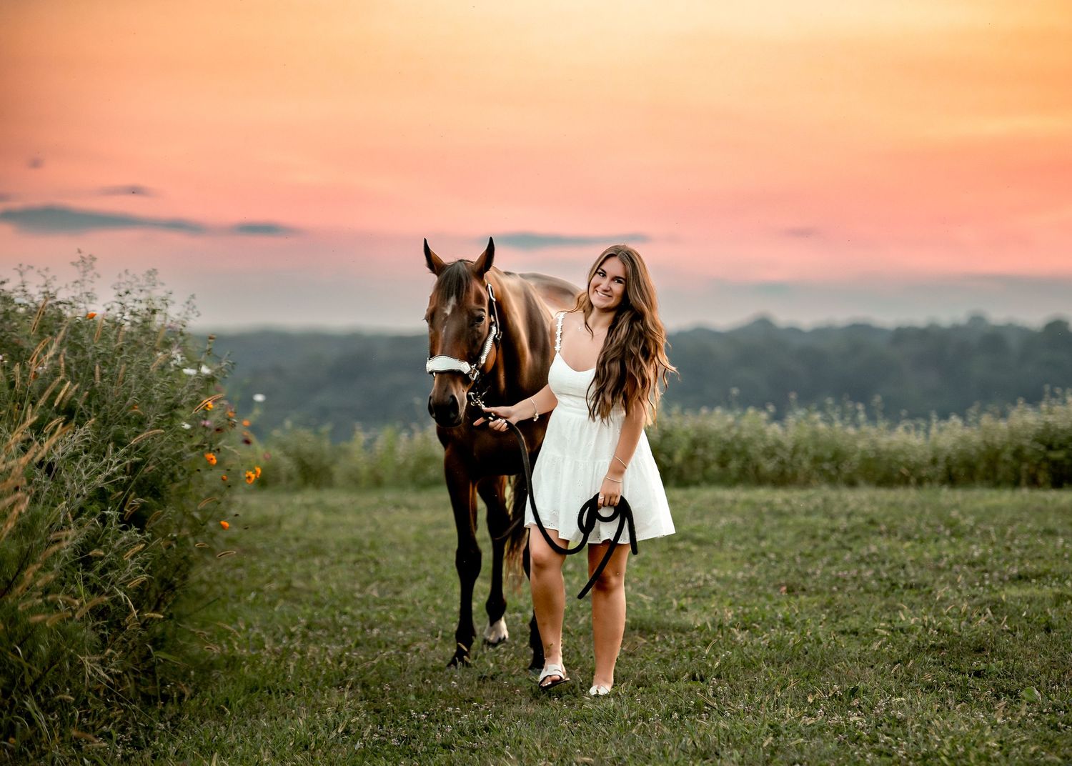 A dark horse and companion in white walk together against a pink sunset sky.