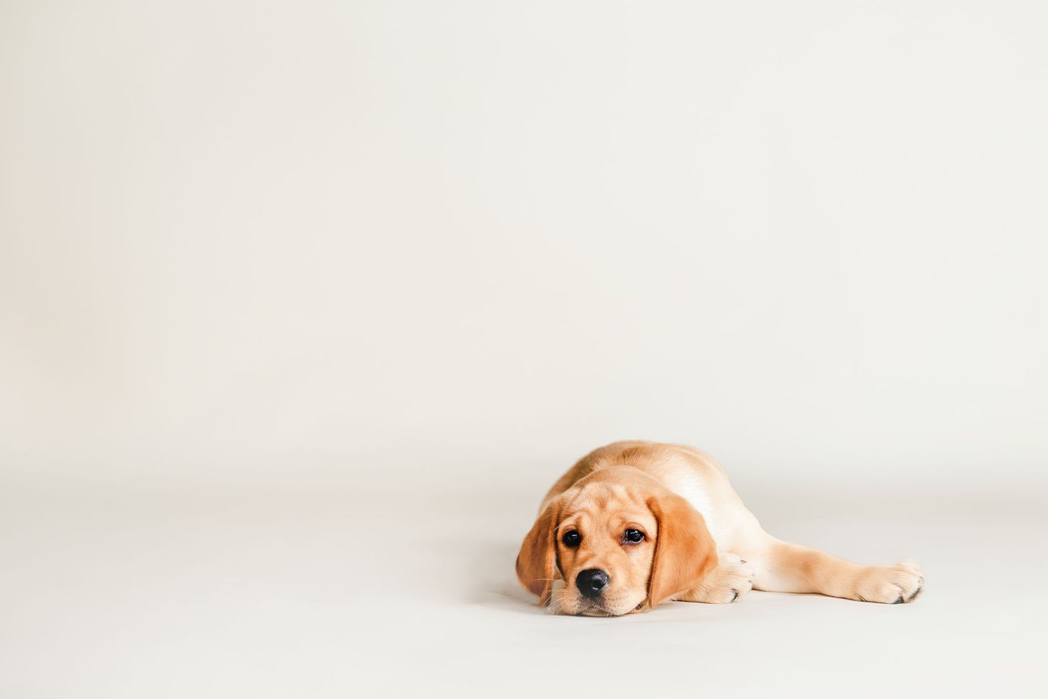 Adorable yellow Labrador puppy lying down on white background showing progression of sleepy poses.