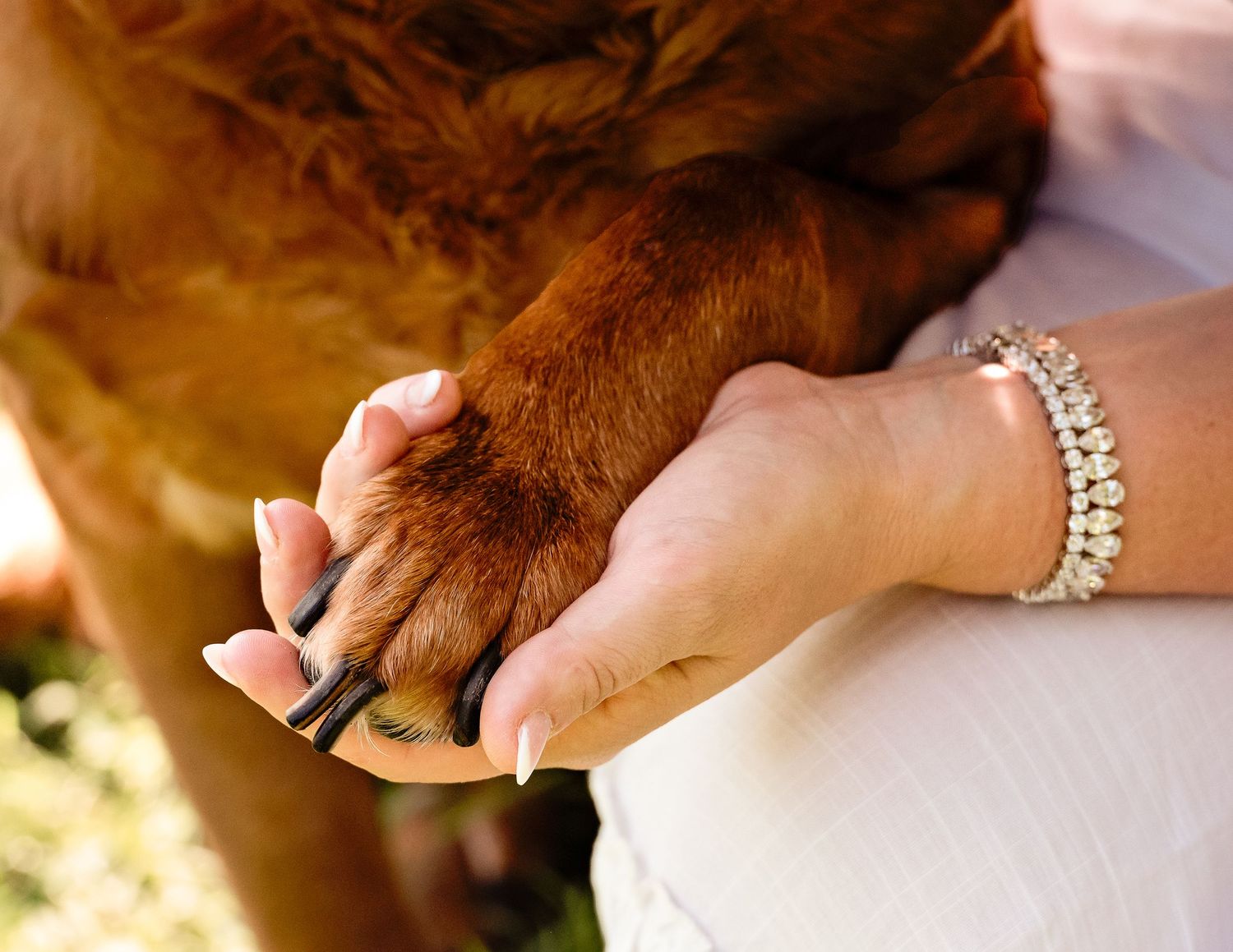 Close-up shots of a dog's paw being held against a white background.