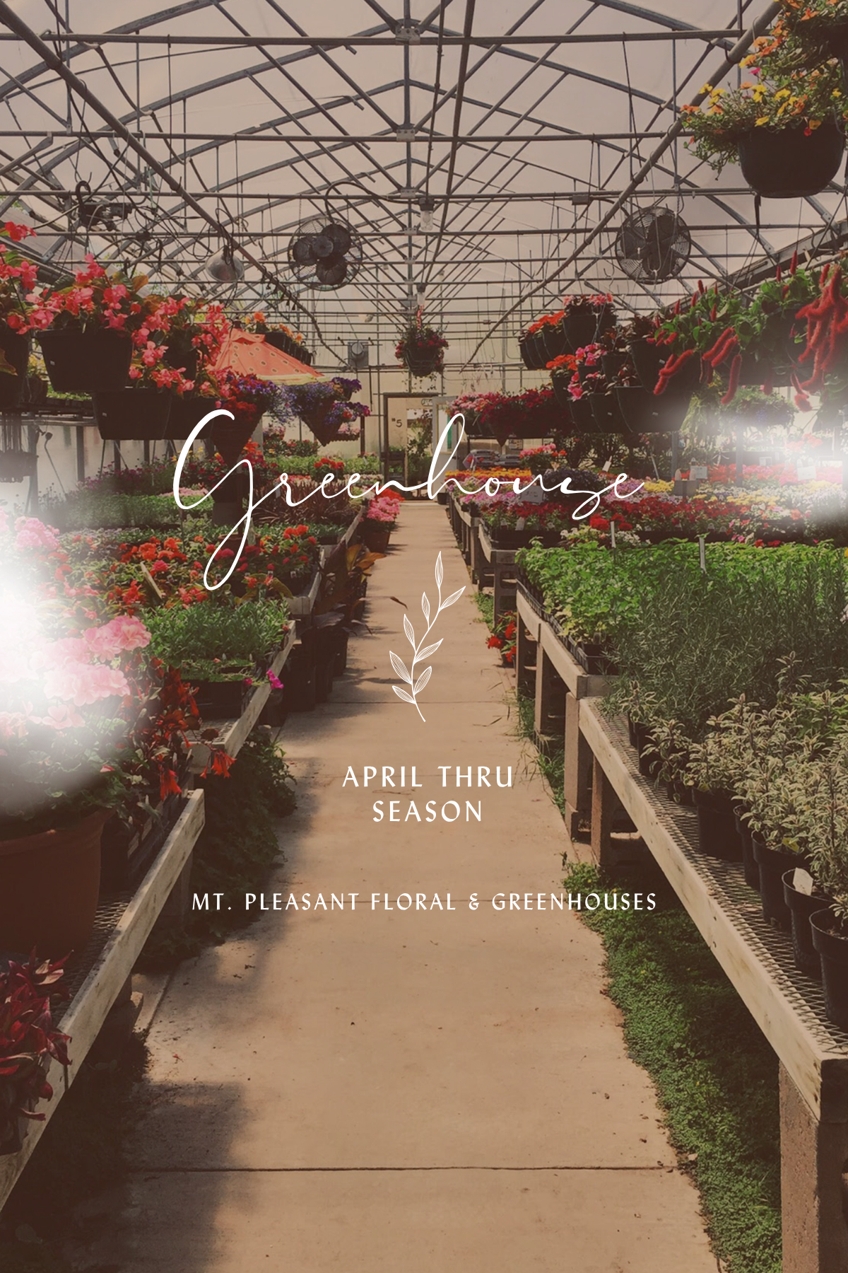 Interior of Mt. Pleasant Floral greenhouse filled with colorful hanging flowers and plants lining a central walkway.