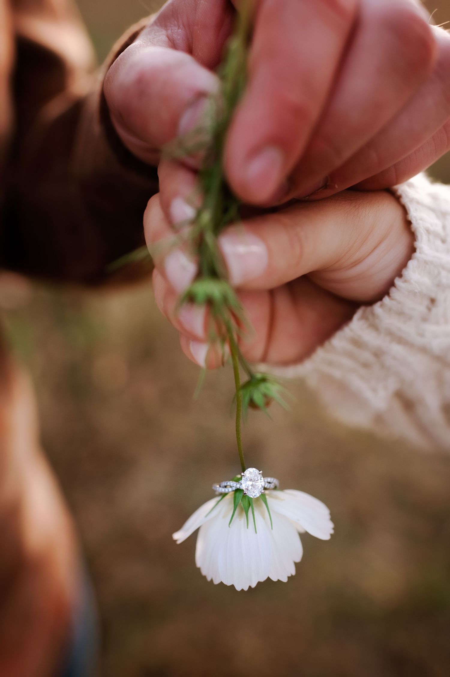 Close-up of hands holding a white daisy flower with an engagement ring.