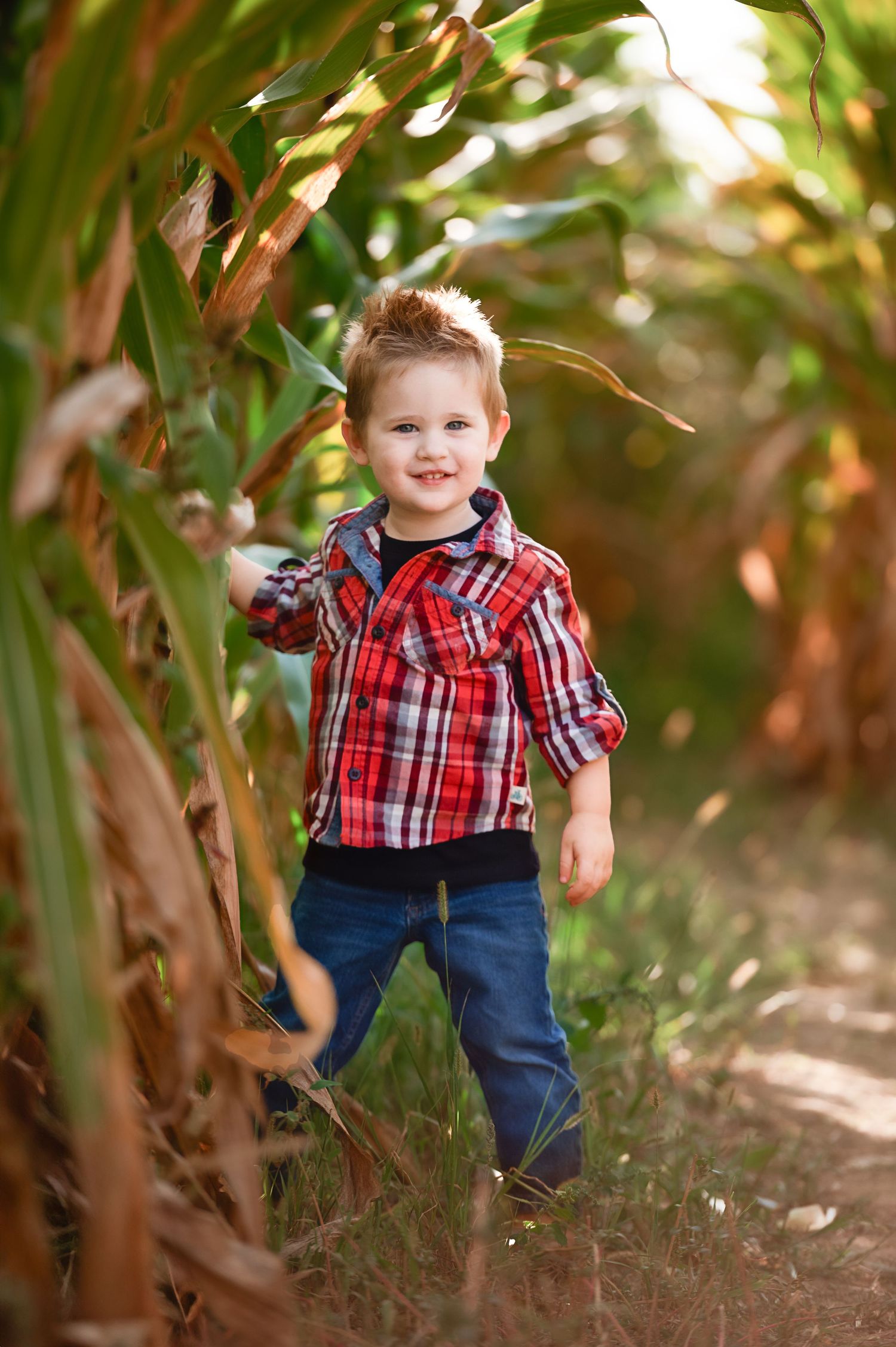Cornfield pathway with green stalks creating natural walls in sunlit setting.