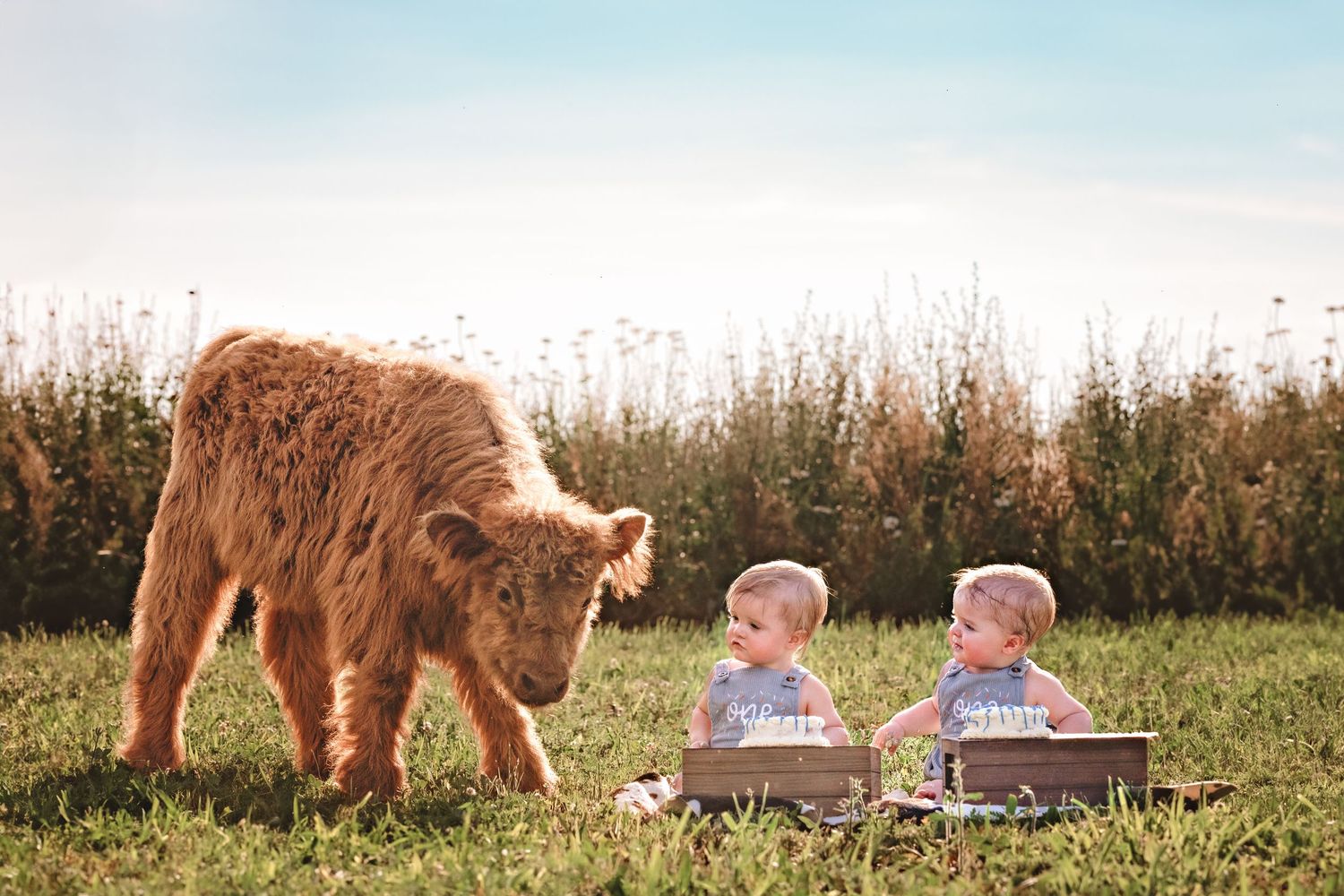 Outdoor photoshoot featuring goats and a blue metal tub in a grassy field at sunset.