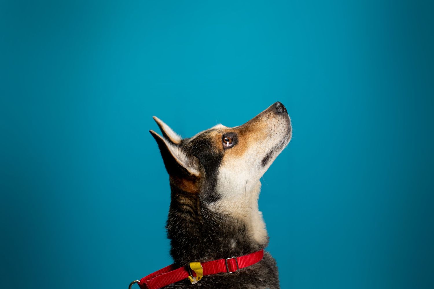 A portrait of a corgi dog with red collar looking up against turquoise background.
