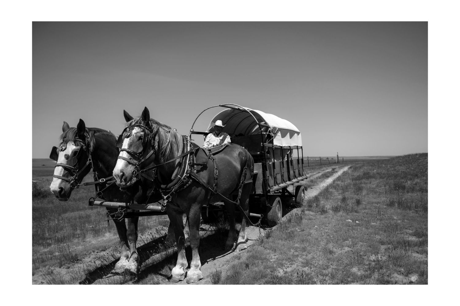 Black and white photo of a person driving a covered wagon pulled by two horses on a rural dirt road in Jackson Hole Wyoming.