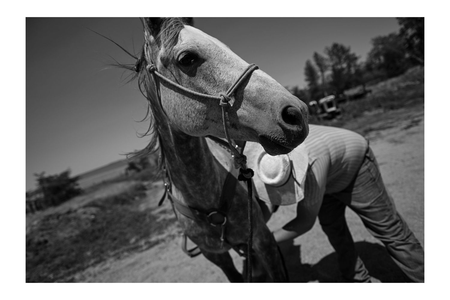 Black and white photo of a gray horse with bridle standing close to a person in a rural outdoor setting. Jackson Wyoming