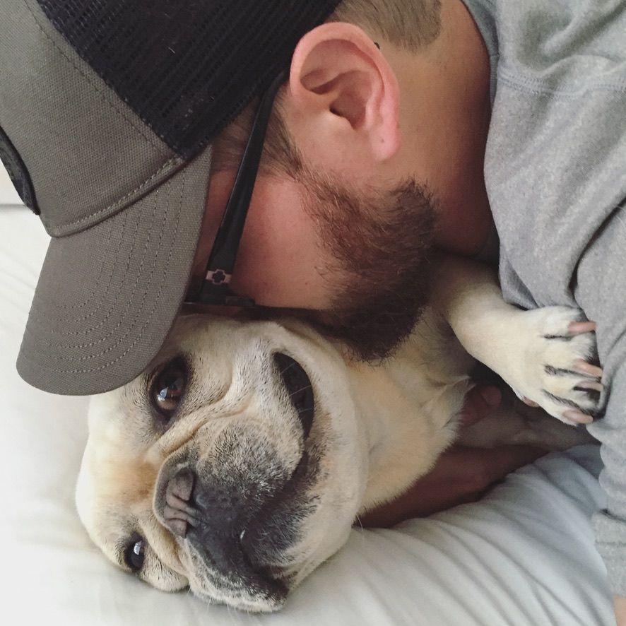 French Bulldog cuddling close with person wearing gray hat.