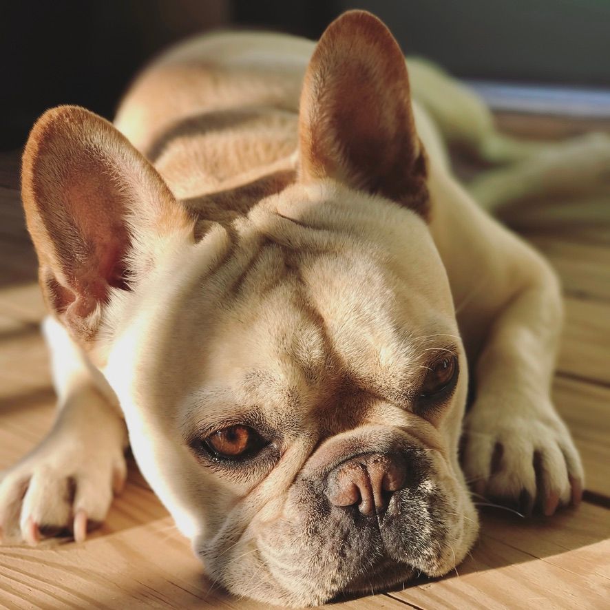 Close-up portrait of French Bulldog resting head on wooden floor.