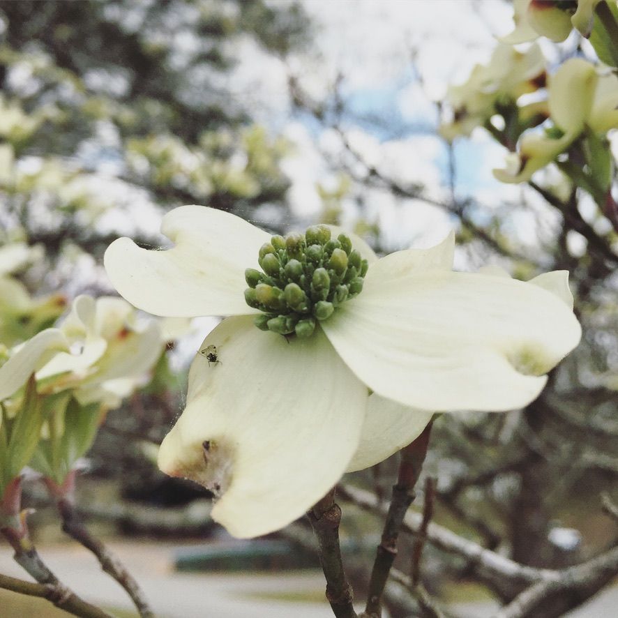 Close-up of delicate white dogwood blossoms with green buds against a blurred background.