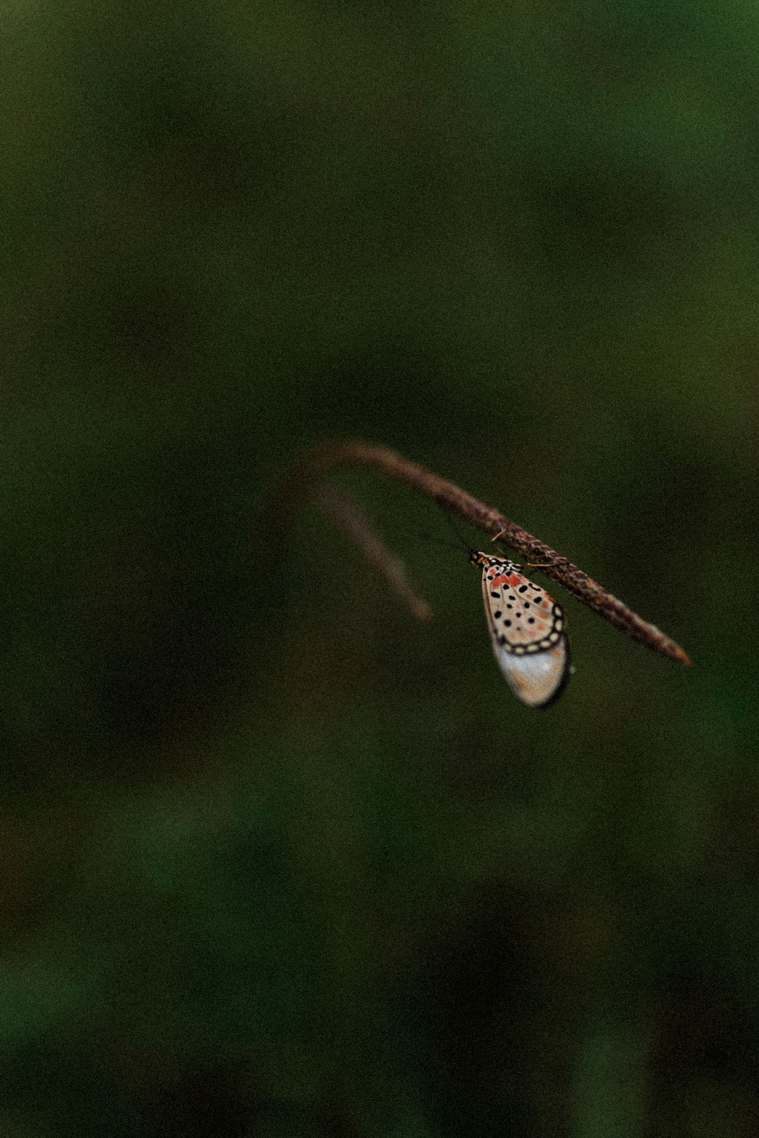 Couple photographer photography, Haenertsburg, Magoebaskloof, Limpopo, South Africa, best, Tzaneen, mist, Polokwane, butterfly