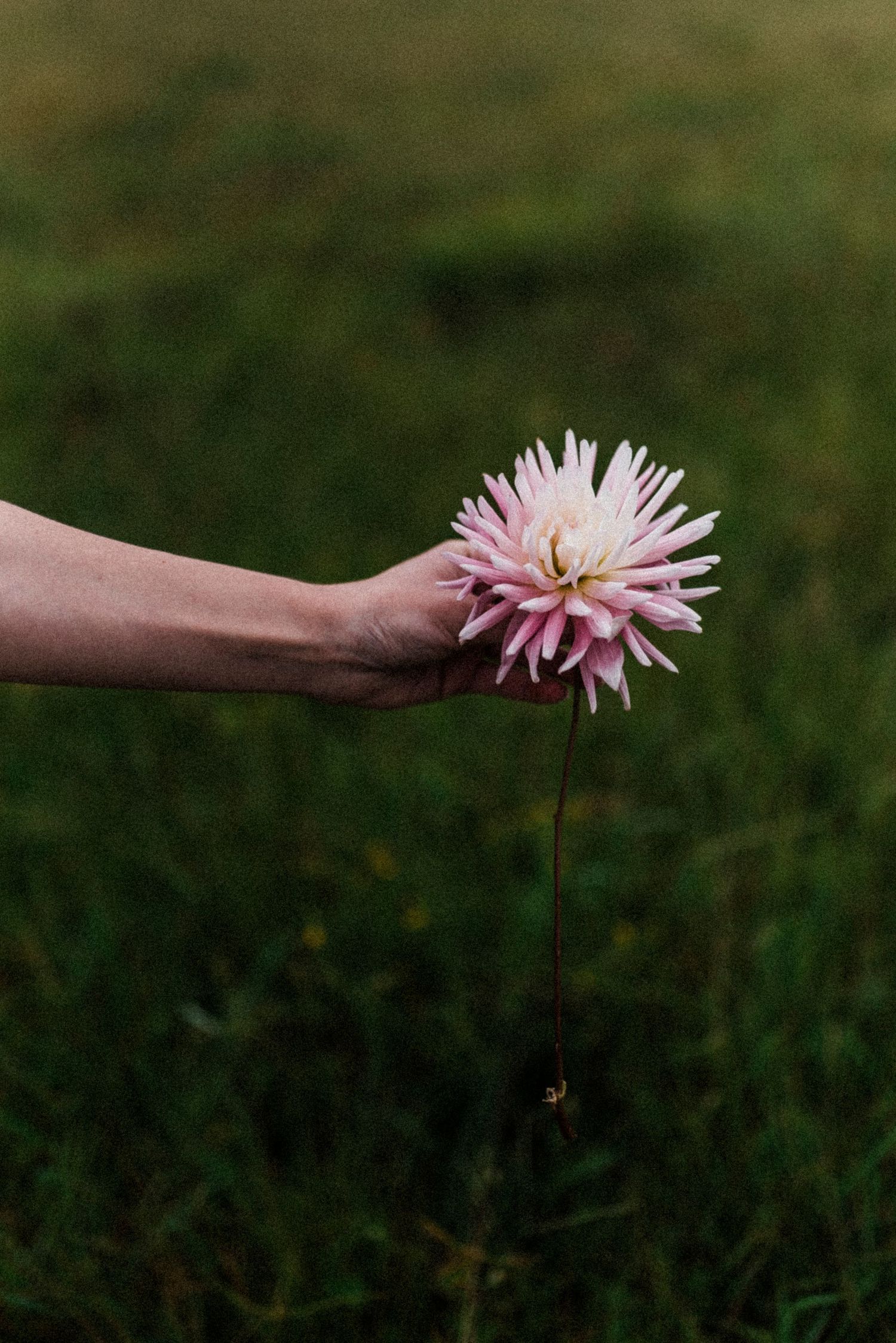 Couple photographer photography, Haenertsburg, Magoebaskloof, Limpopo, South Africa, best, Tzaneen, mist, Polokwane, dahlia, flower