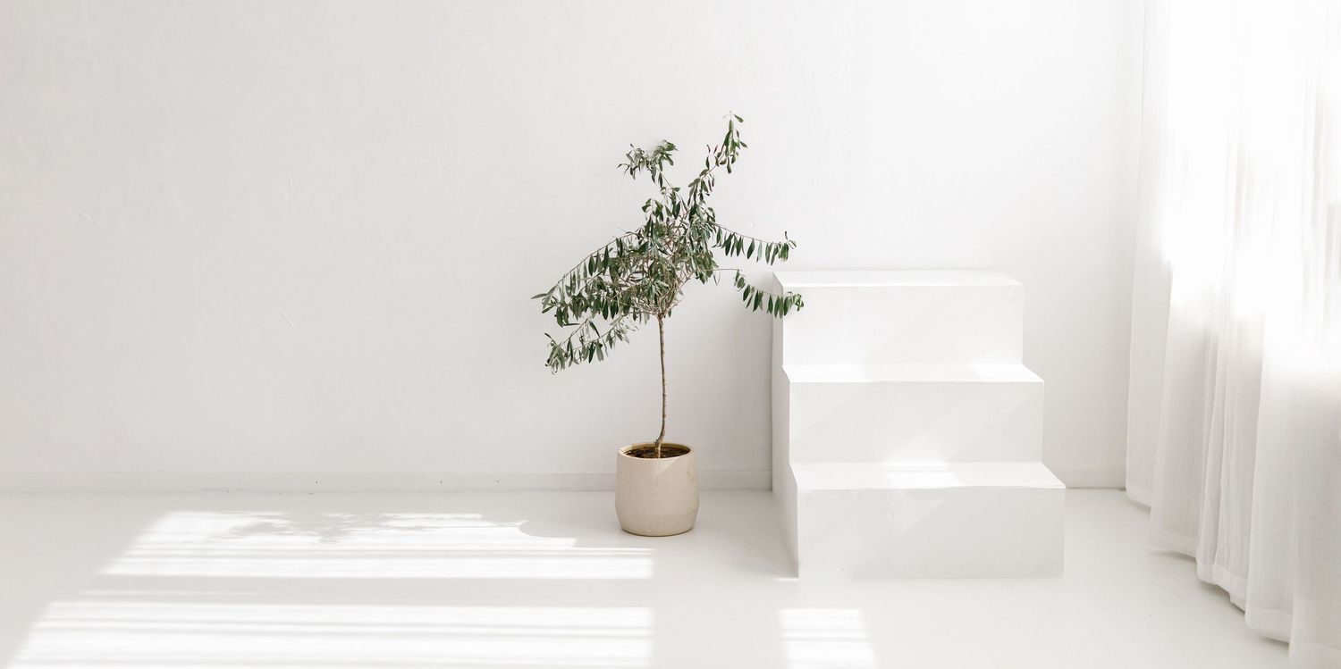 Minimalist white room with a small potted olive tree, white steps, and sheer curtains in natural light.